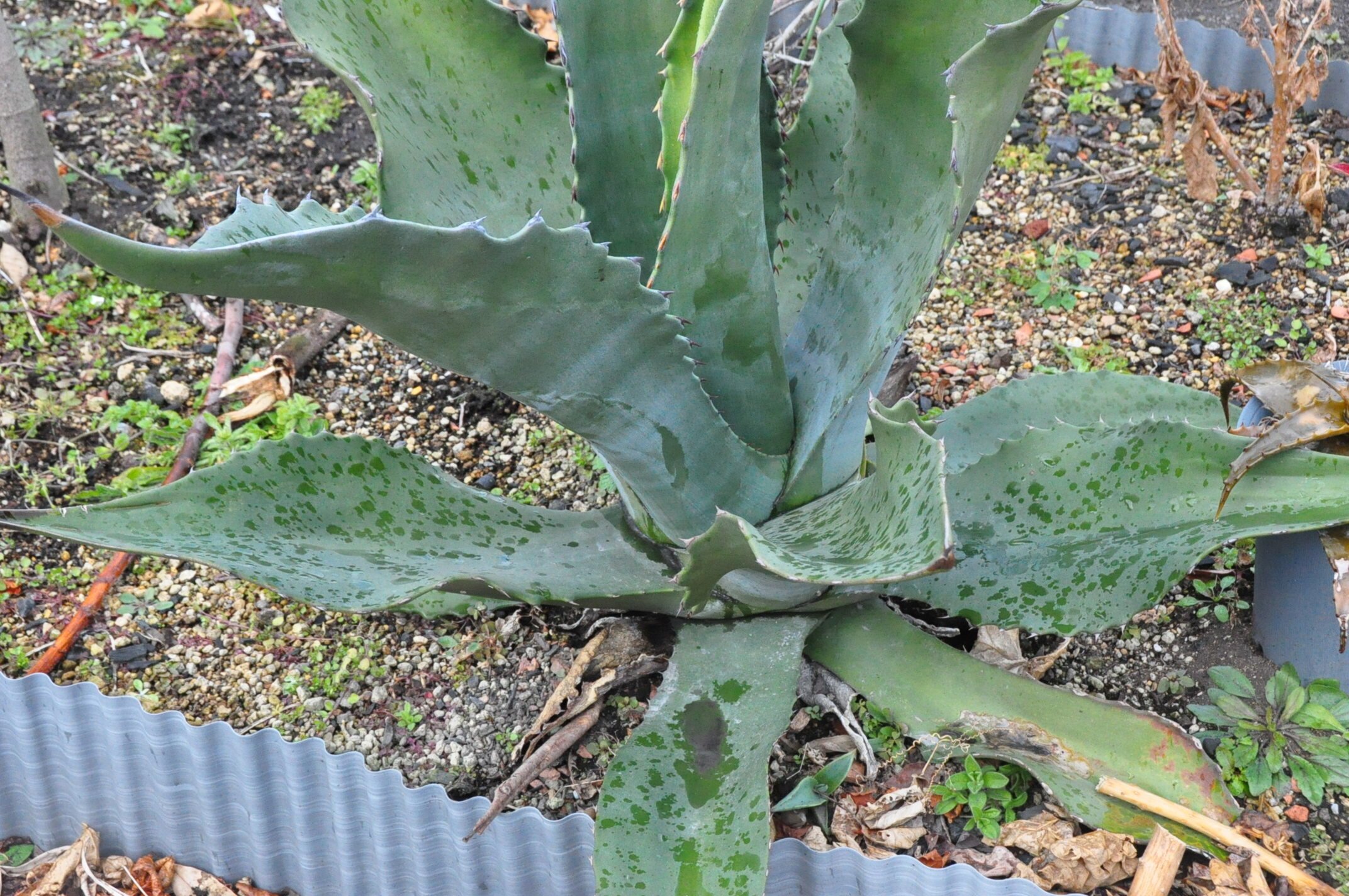 アカべ　地植え 驚愕！アガベ地植えの底力！ – とげまる園芸