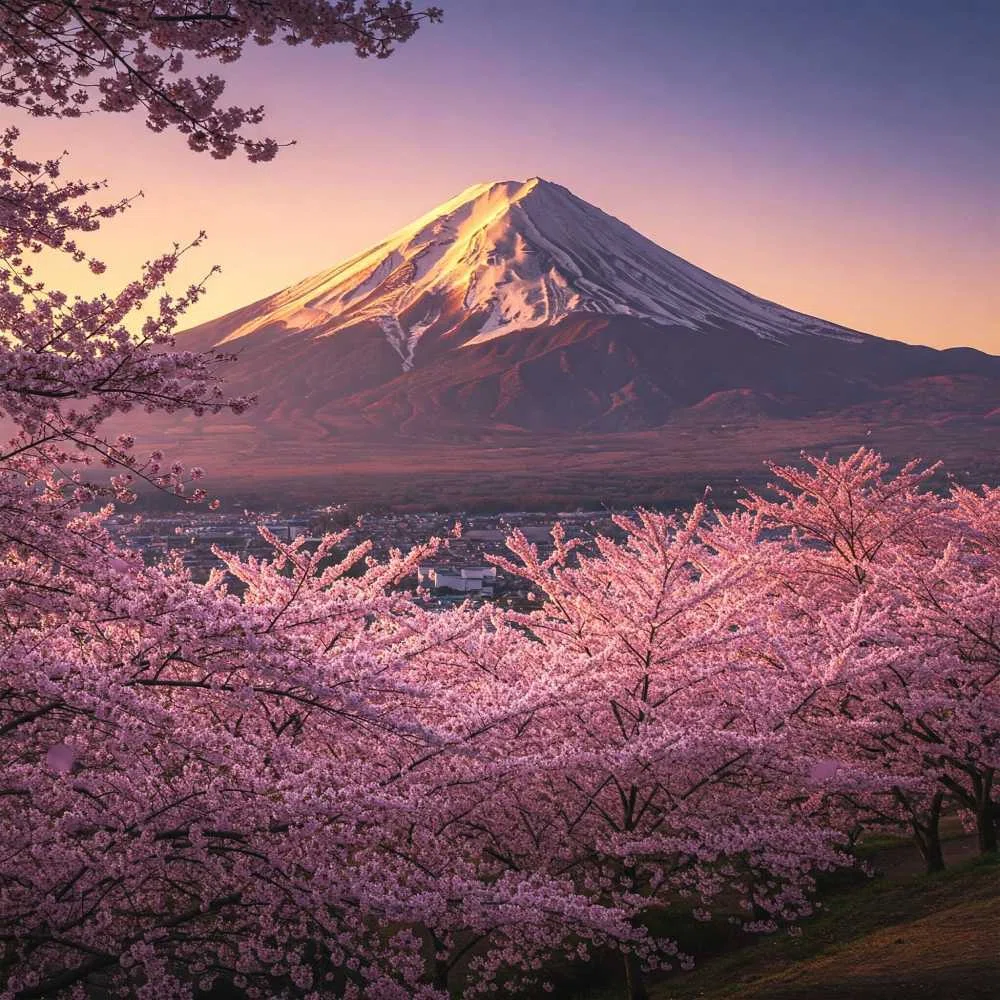 富士山 桜 春 フリー写真、フリー素材:お土産屋 雑貨 沖縄県南城市が届ける015
