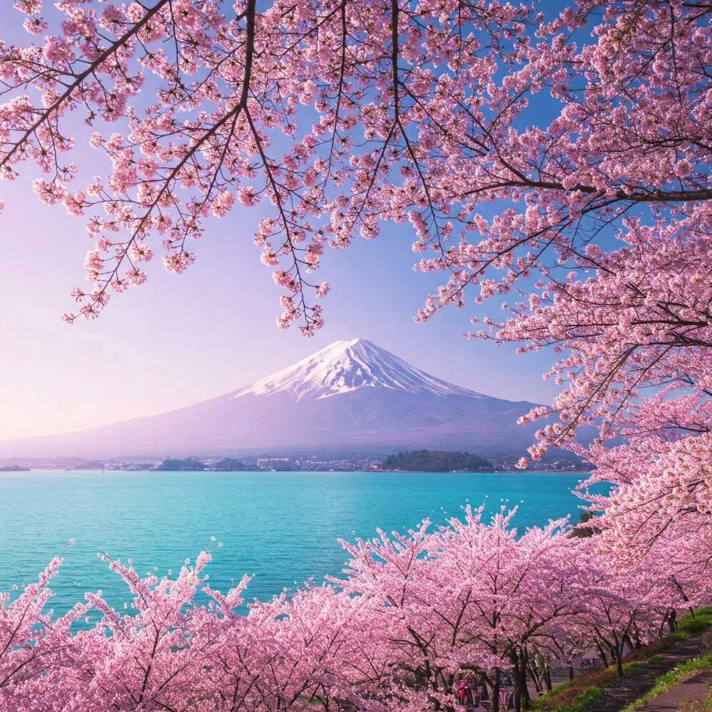 富士山 桜 春 フリー写真、フリー素材:お土産屋 雑貨 沖縄県南城市が届ける01