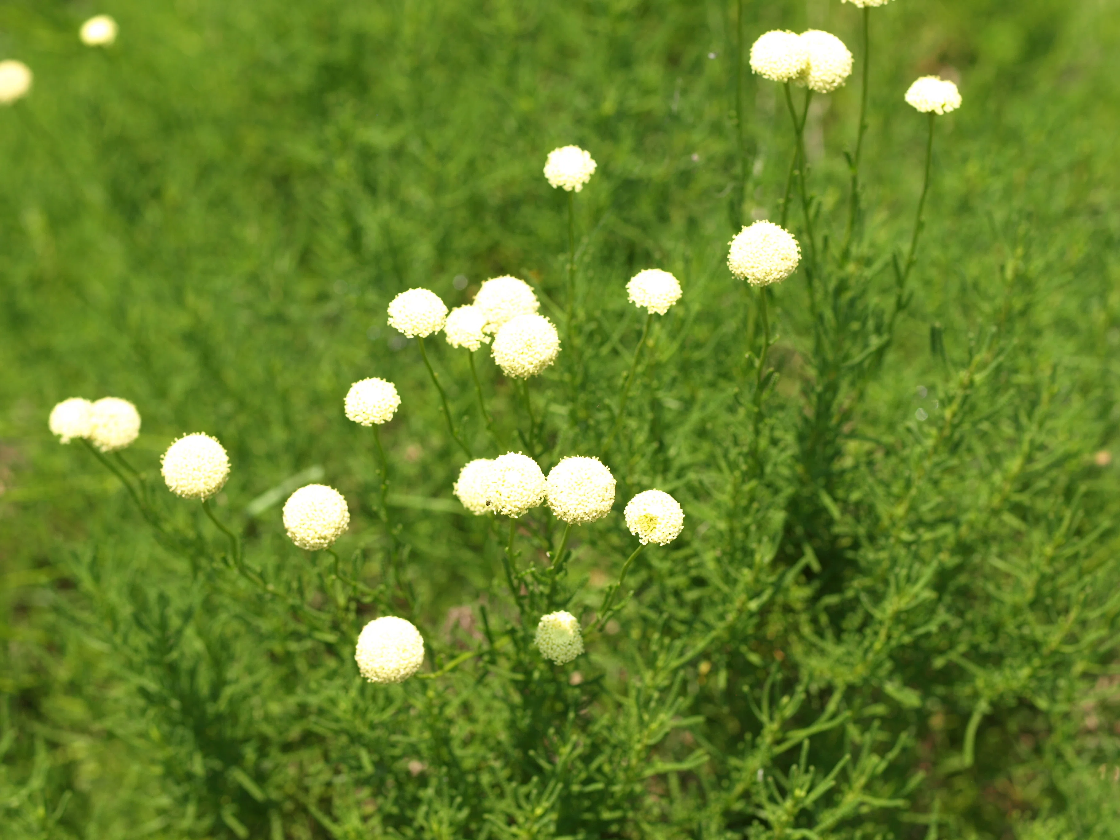 虫を呼ぶ花のデザイン vol.1 そうだ白くしよう｜瀬戸 裕紀