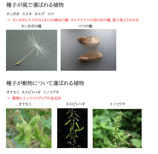 中学受験 実際に効果のあった理科語呂合わせプリント｜honoka
