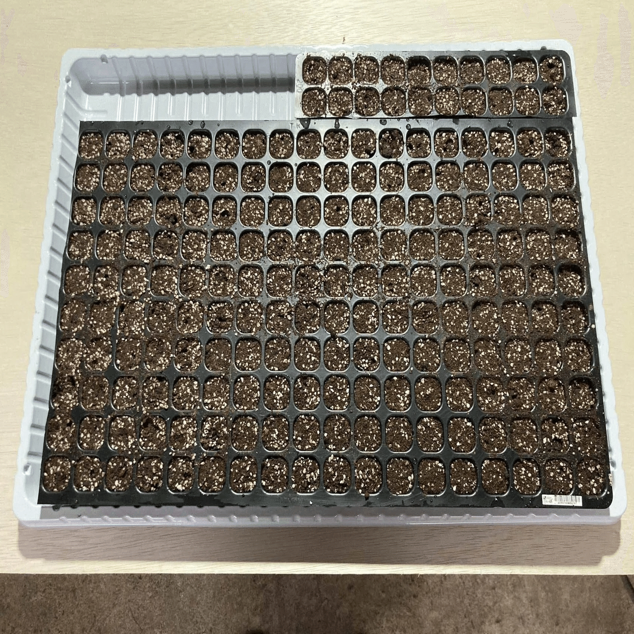 長ネギの種を蒔こう！育苗編1～はたけの様子20250305その7」｜はたけ