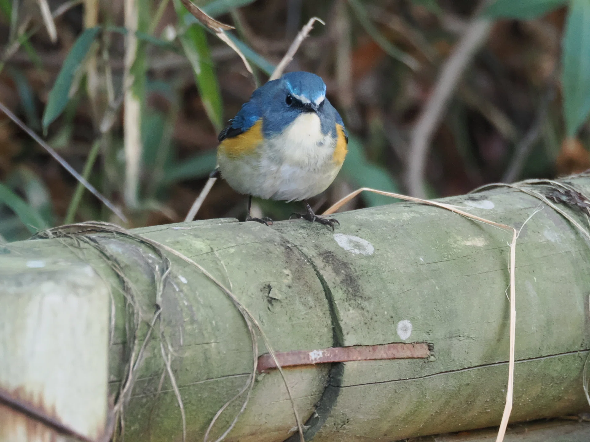 ルリビタキ撮り放題 鳥見散歩＜A山公園編＞ 2025年2月｜ちる@鳥見の時間