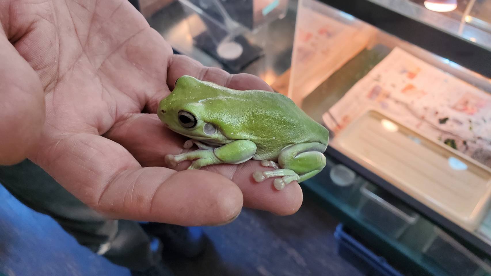 イエアメガエル テラリウムに向いていないカエル イエアメガエル｜moss paradise3055