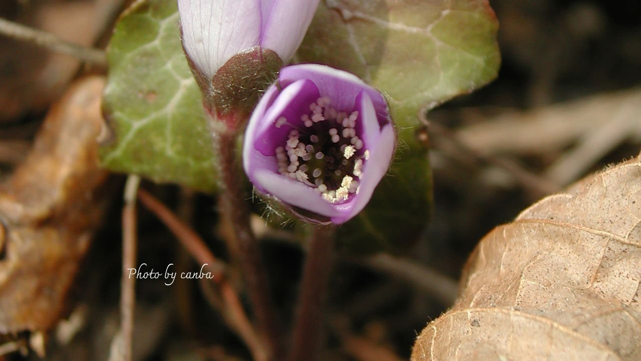 植物　山野草（雪割草、大ミスミ草）咲始まりました。３月４日の開花画像追加しました。 四季の山野草（ミスミソウ）