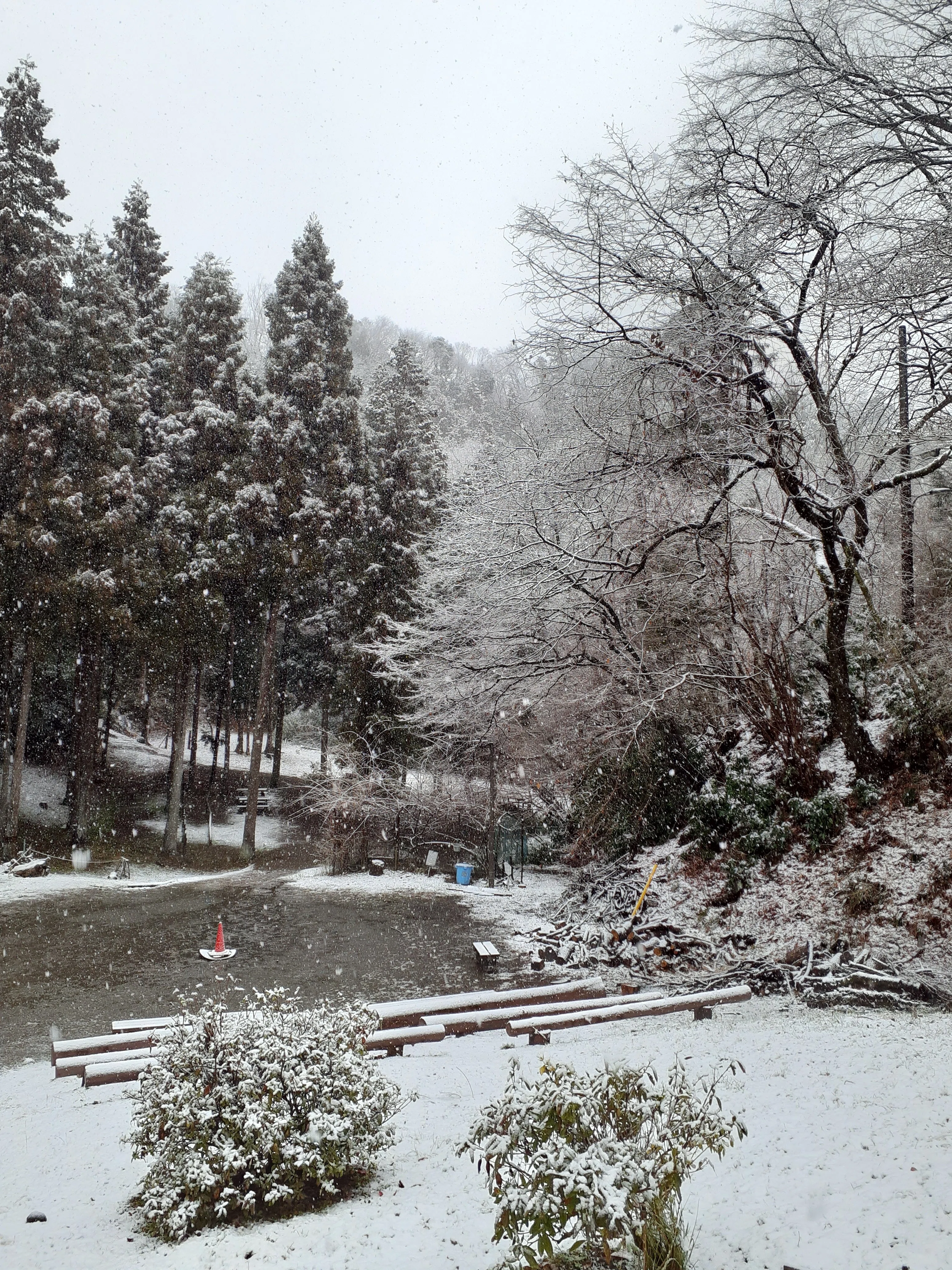 葉雪 十勝、うっすら雪化粧 帯広でみぞれ降り「初雪」 | 十勝毎日新聞電子版