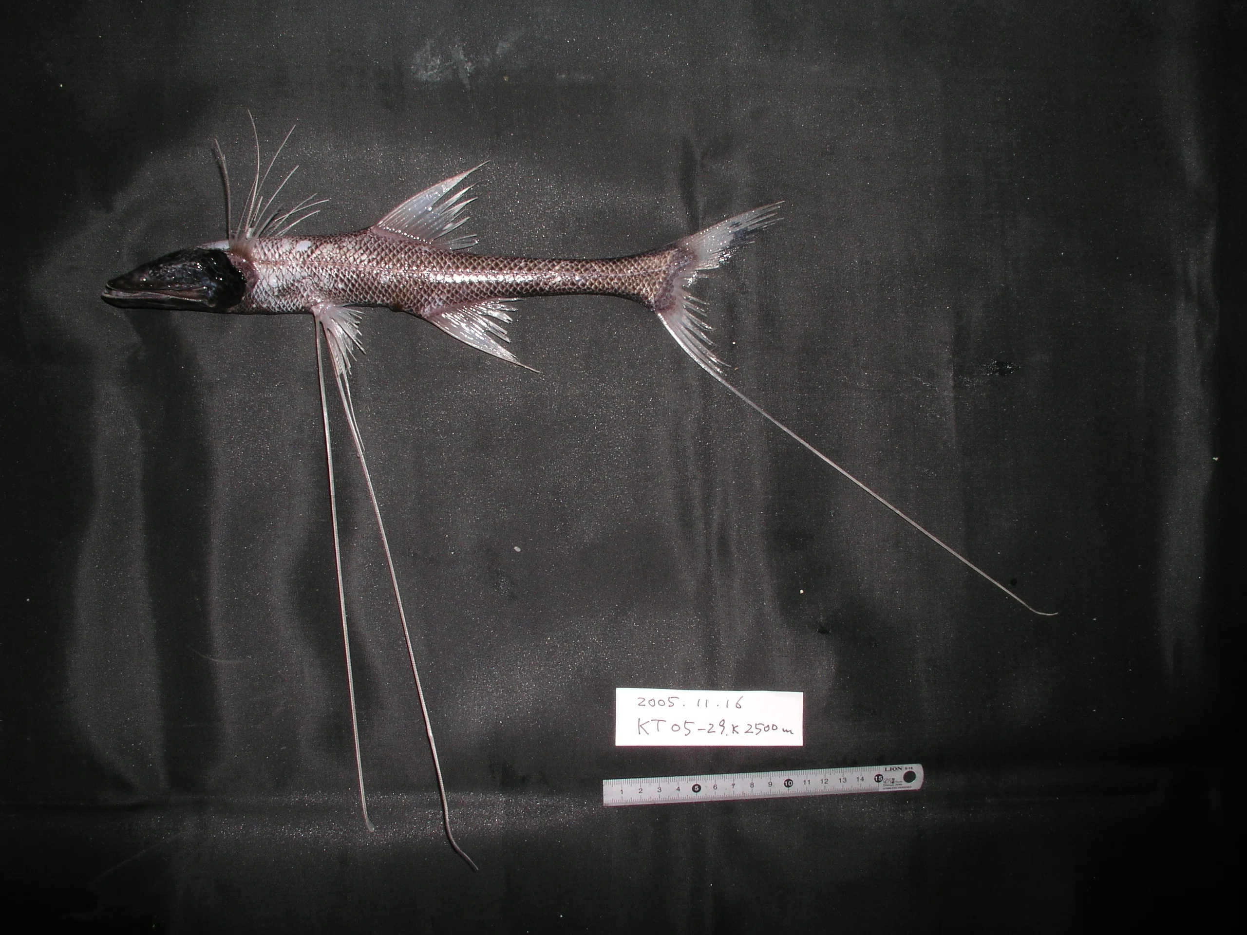 第5回 深海魚研究を受け継ぎ、それを次世代に。 高知大学・遠藤広光