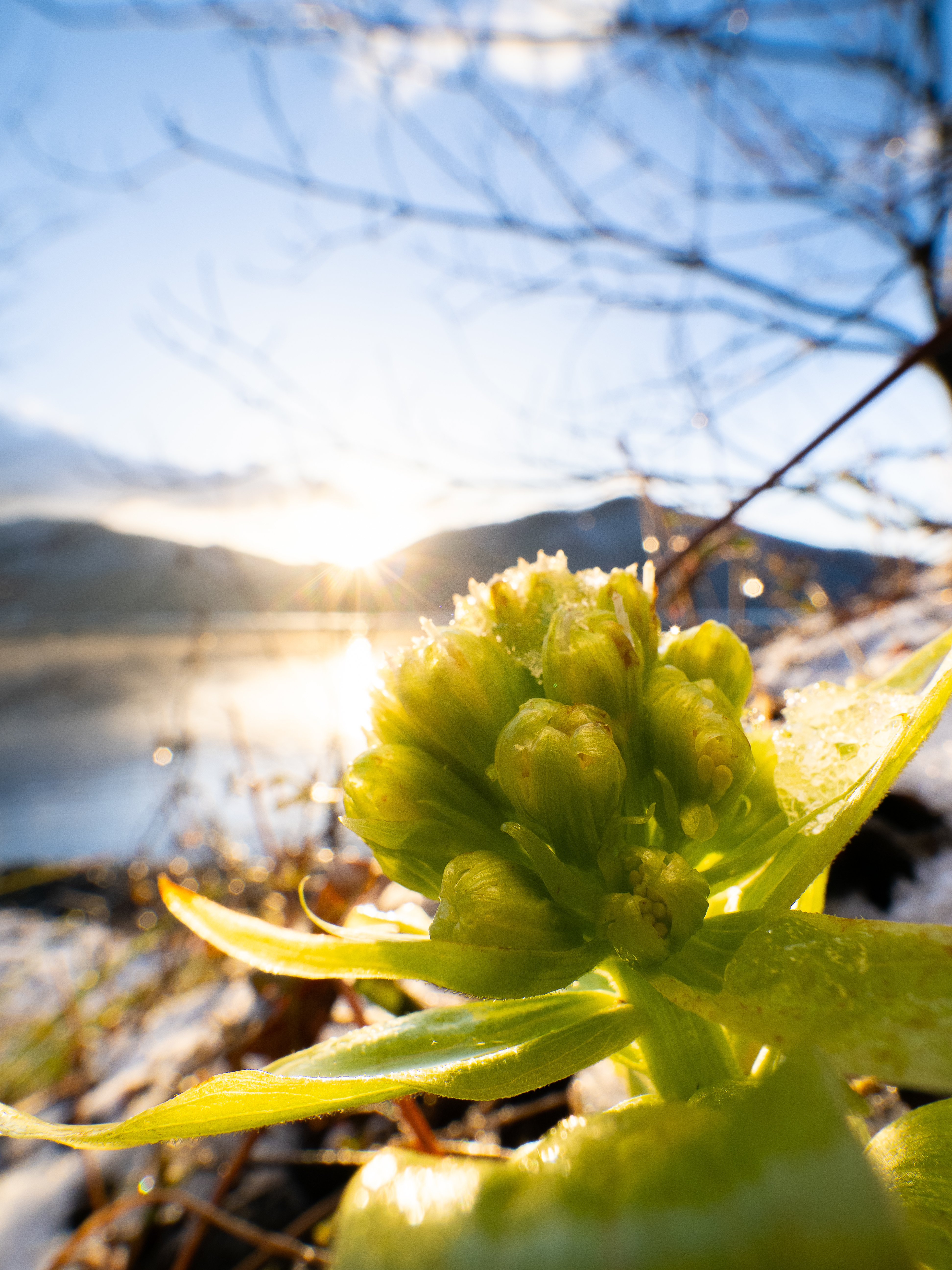 身近な自然が特別に-女子大生の昆虫写真道#2 ～ミクロな世界にワクワク