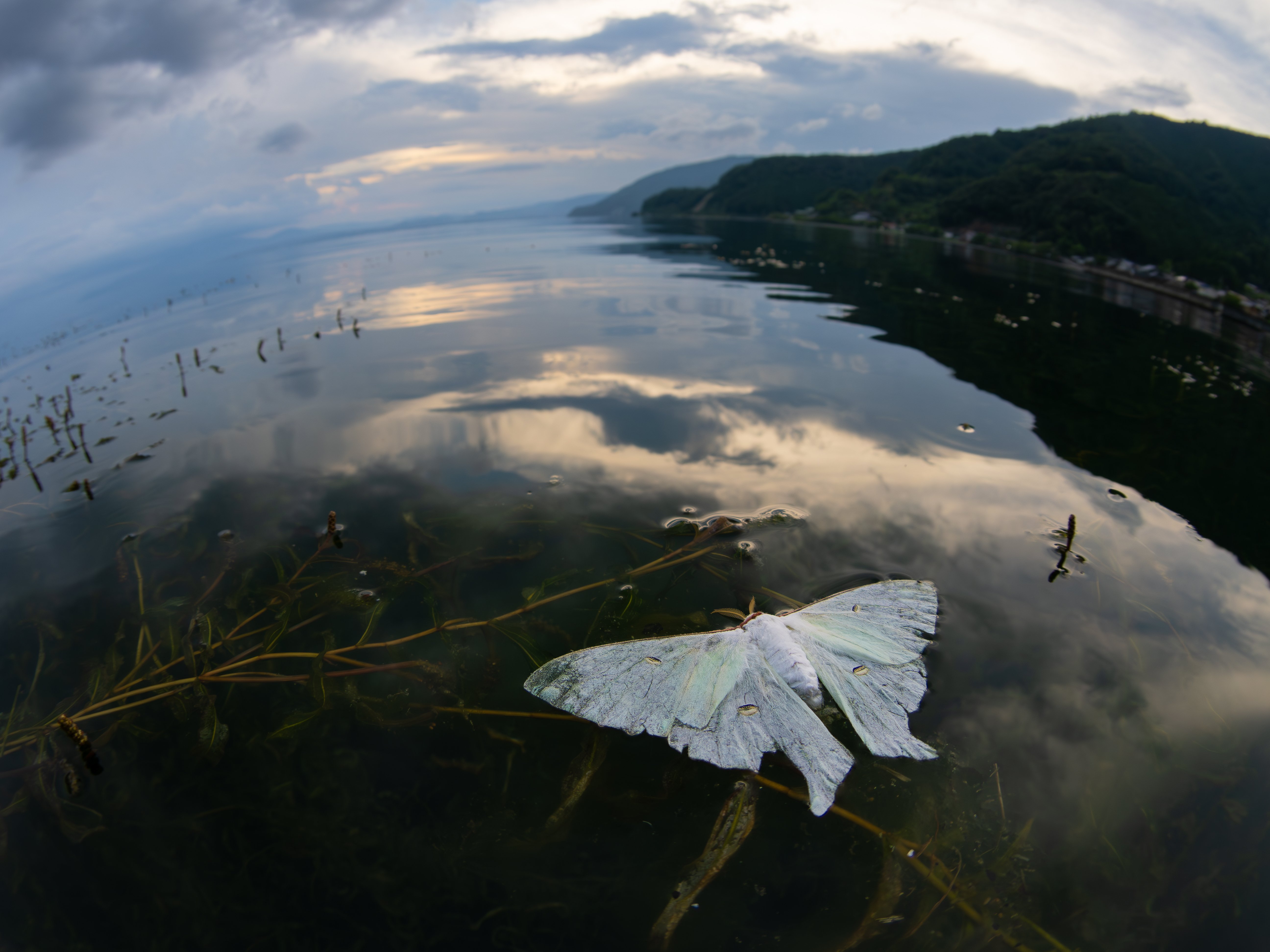 身近な自然が特別に-女子大生の昆虫写真道#2 ～ミクロな世界にワクワク