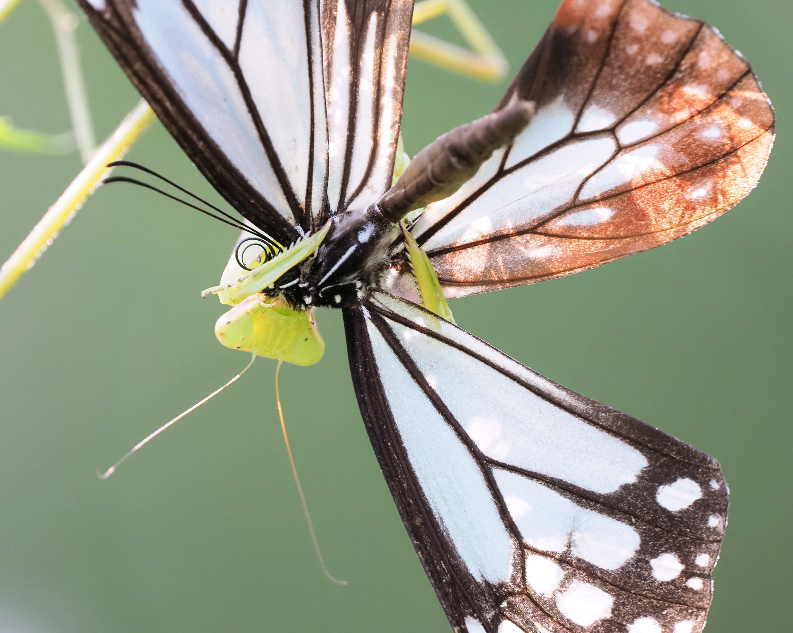 洋書　INSECTS IN FLIGHT 昆虫の飛行　大型写真集 昆虫の名前が書かれていない、昆虫の写真集を買いました