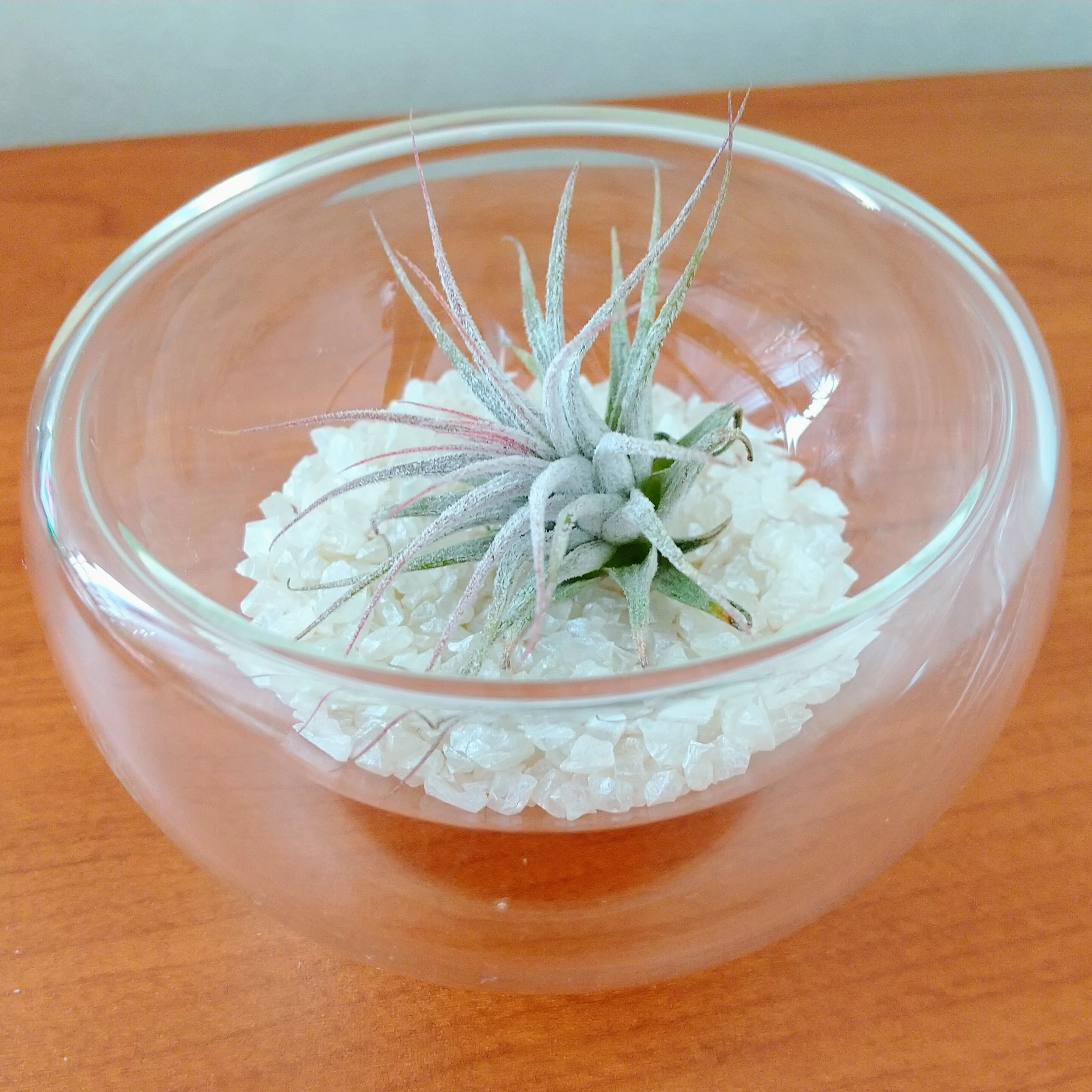 ついにはエアプランツ｜エト