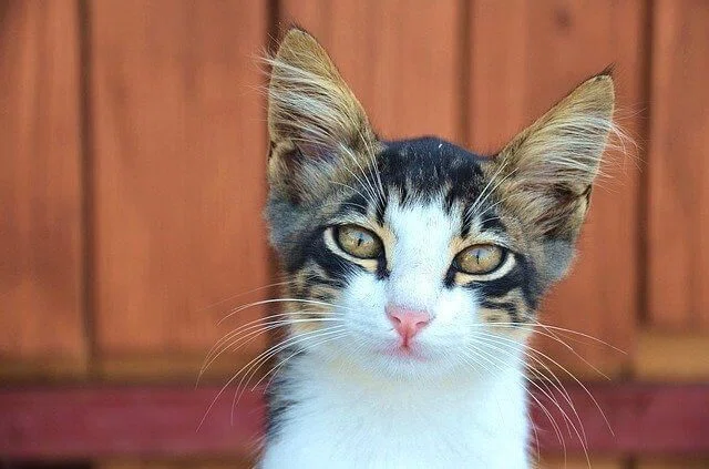 5万人に1人】猫の目を持つ人間「キャットアイ症候群」の人々。｜ぱや