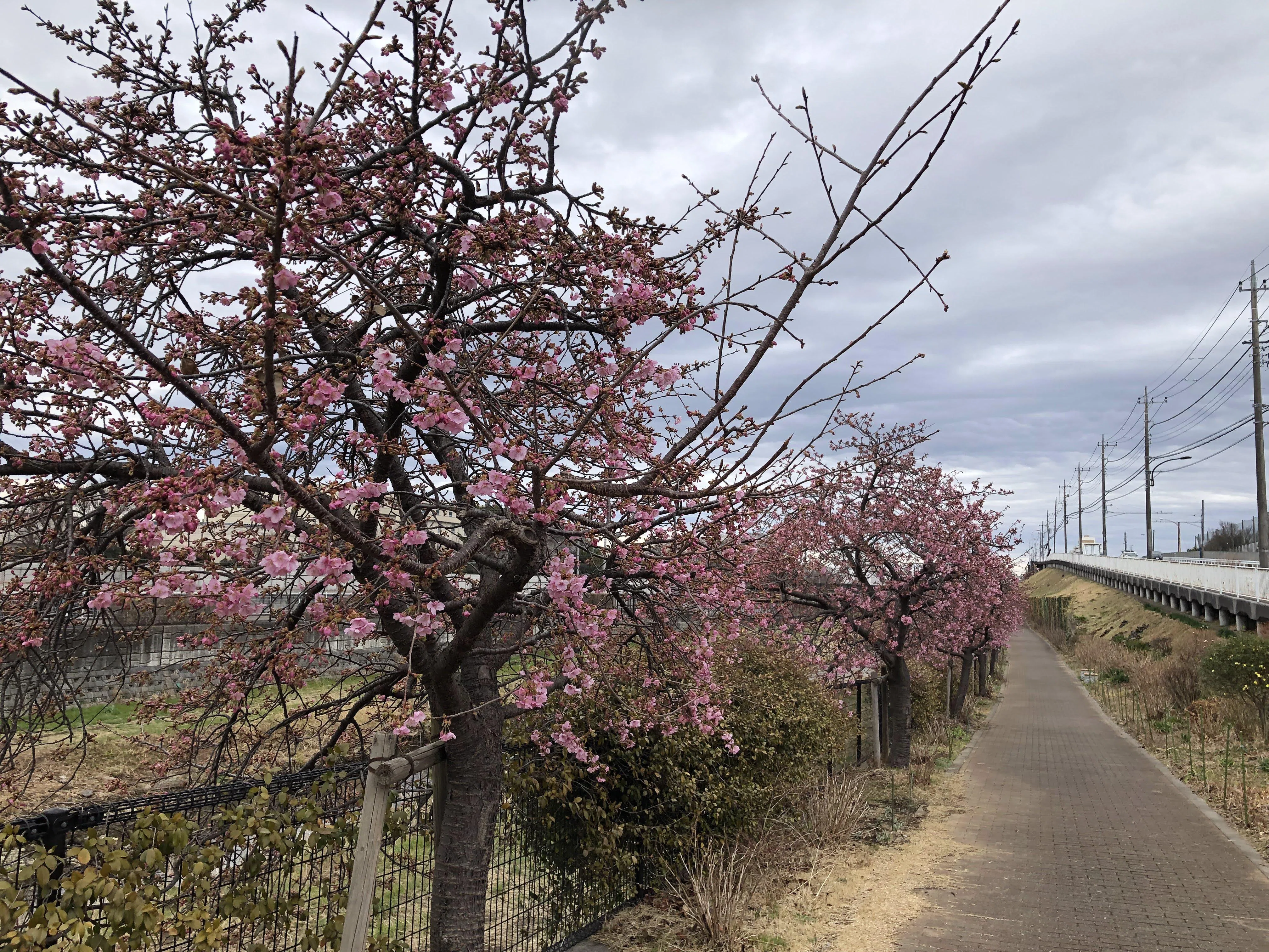 空堀川の河津桜が三分咲きに｜多摩湖77