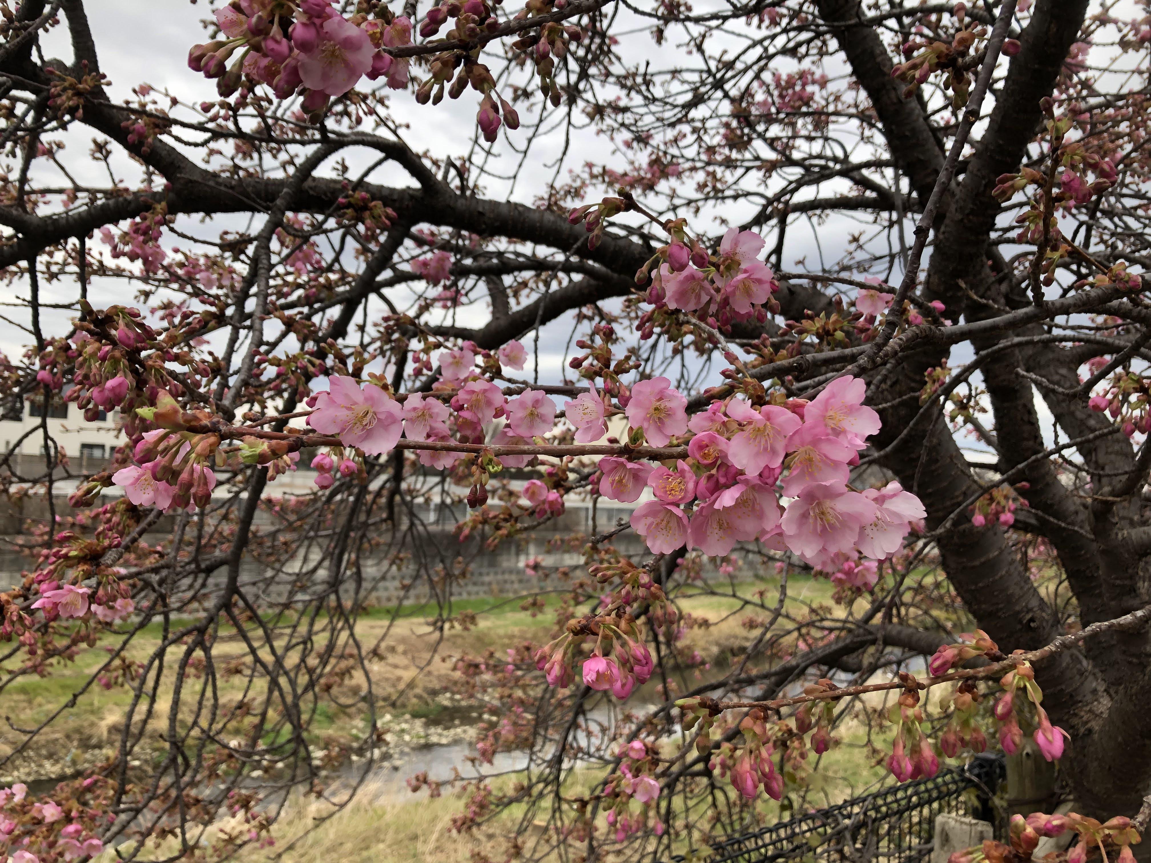 空堀川の河津桜が三分咲きに｜多摩湖77