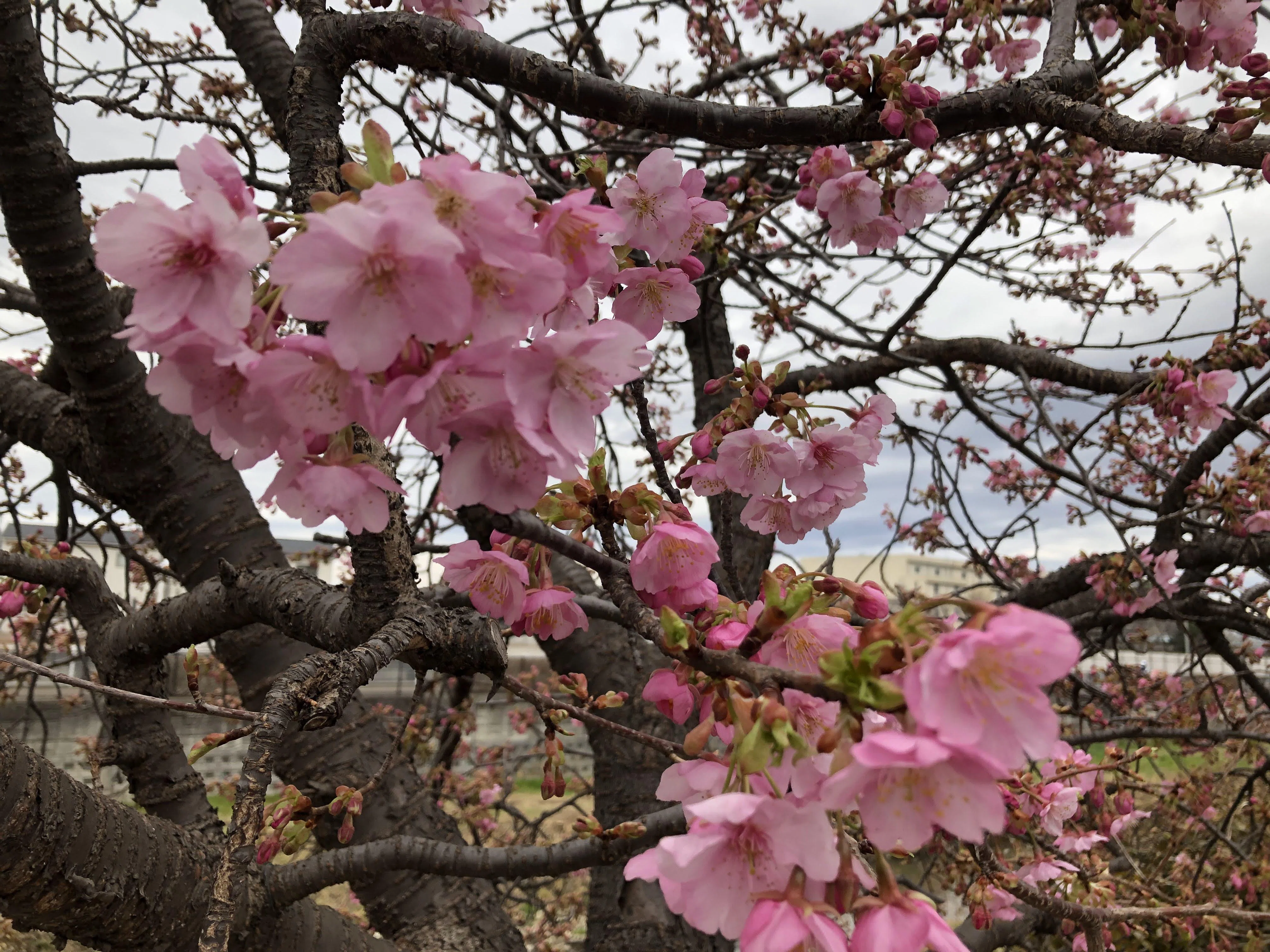 河津桜ドライフラワー　桜ドライフラワー　77 2026年最新】河津桜ドライフラワーの人気アイテム - メルカリ