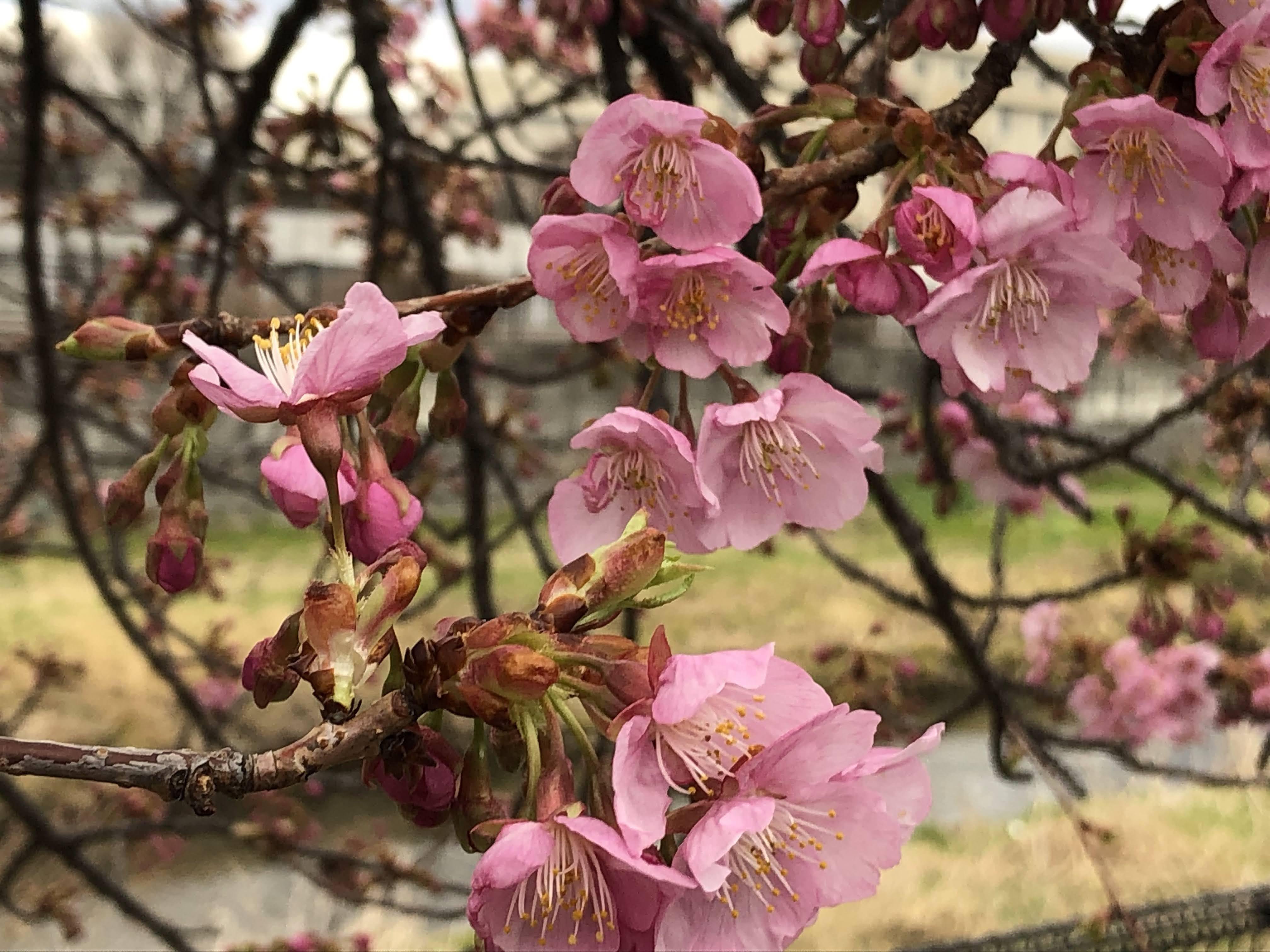 2607小輪系ソフトカップ咲き 多弁dd ローズピンク バイカラー 最新 2607小輪系ソフトカップ咲き 多弁dd ローズピンク バイカラー