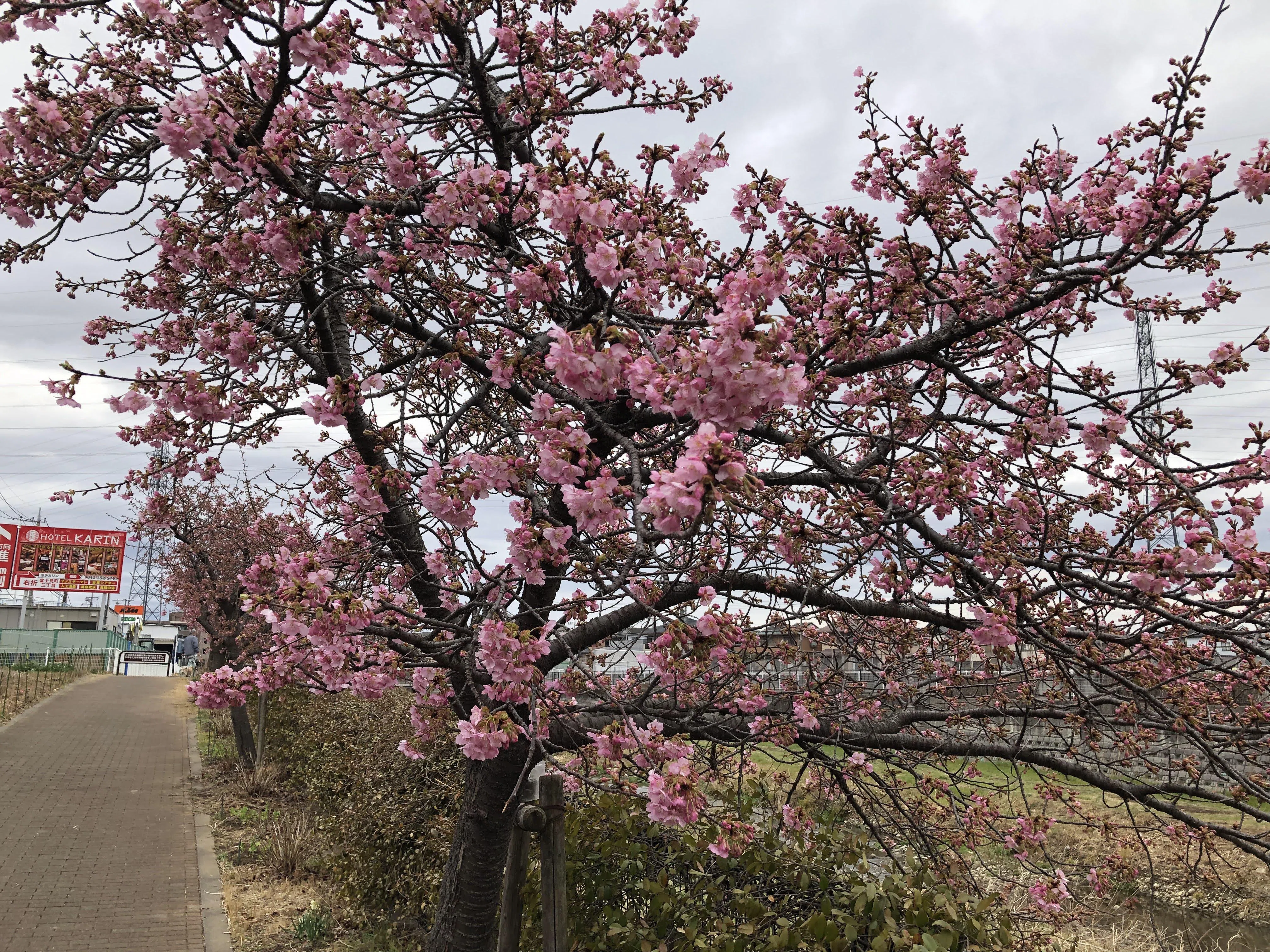 空堀川の河津桜が三分咲きに｜多摩湖77