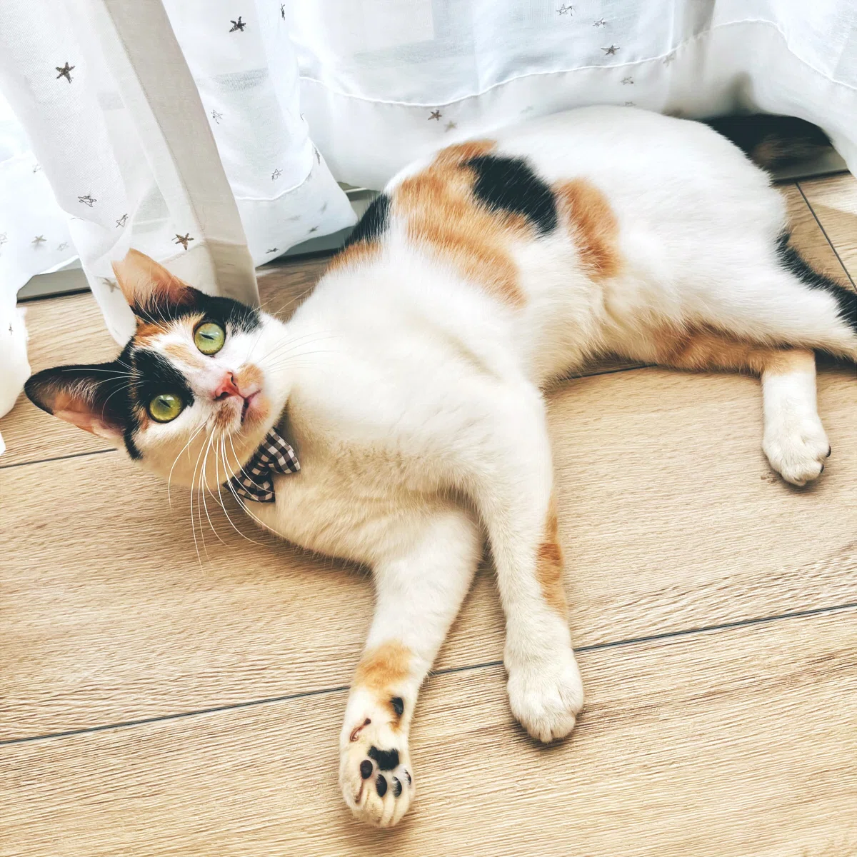 初めまして。猫と暮らし始めました。｜いつきゆう｜イラストレーター