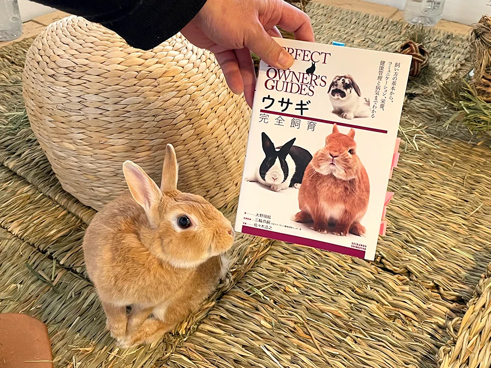 うさぎと暮らすなら飼育本は必須！…1冊だけ読むならこれがオススメ 
