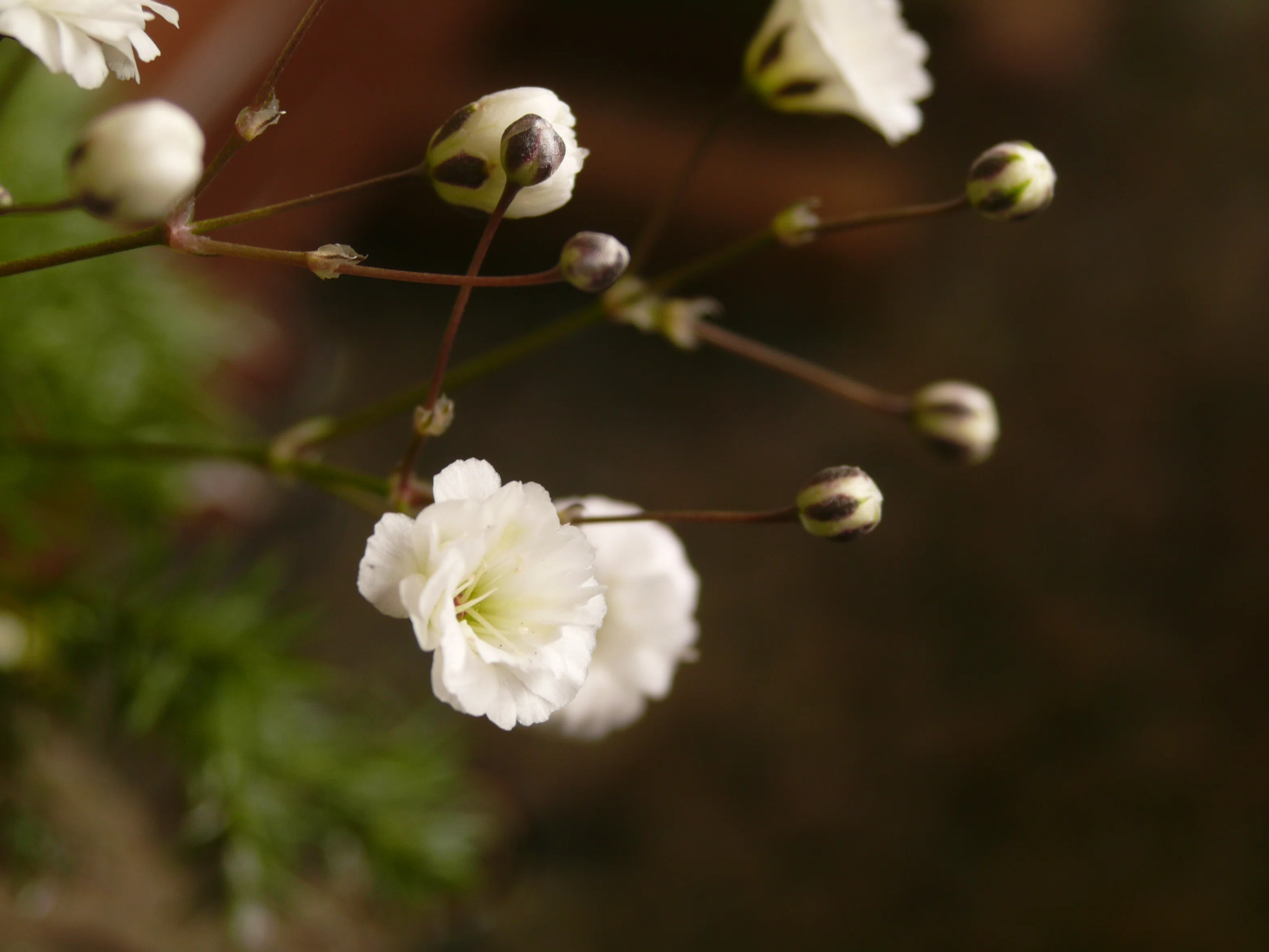 レンズ沼あれこれ：ルミックスL1とSIGMA ZOOM 28-80mm F3.5-5.6 HF