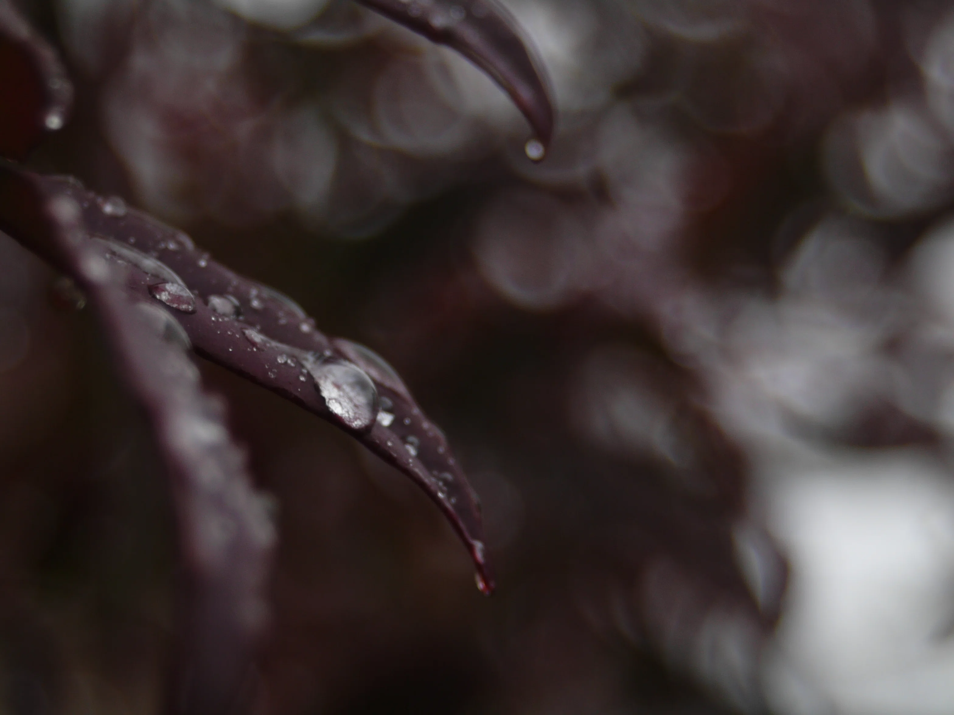 レンズ沼あれこれ：ルミックスL1とSIGMA ZOOM 28-80mm F3.5-5.6 HF