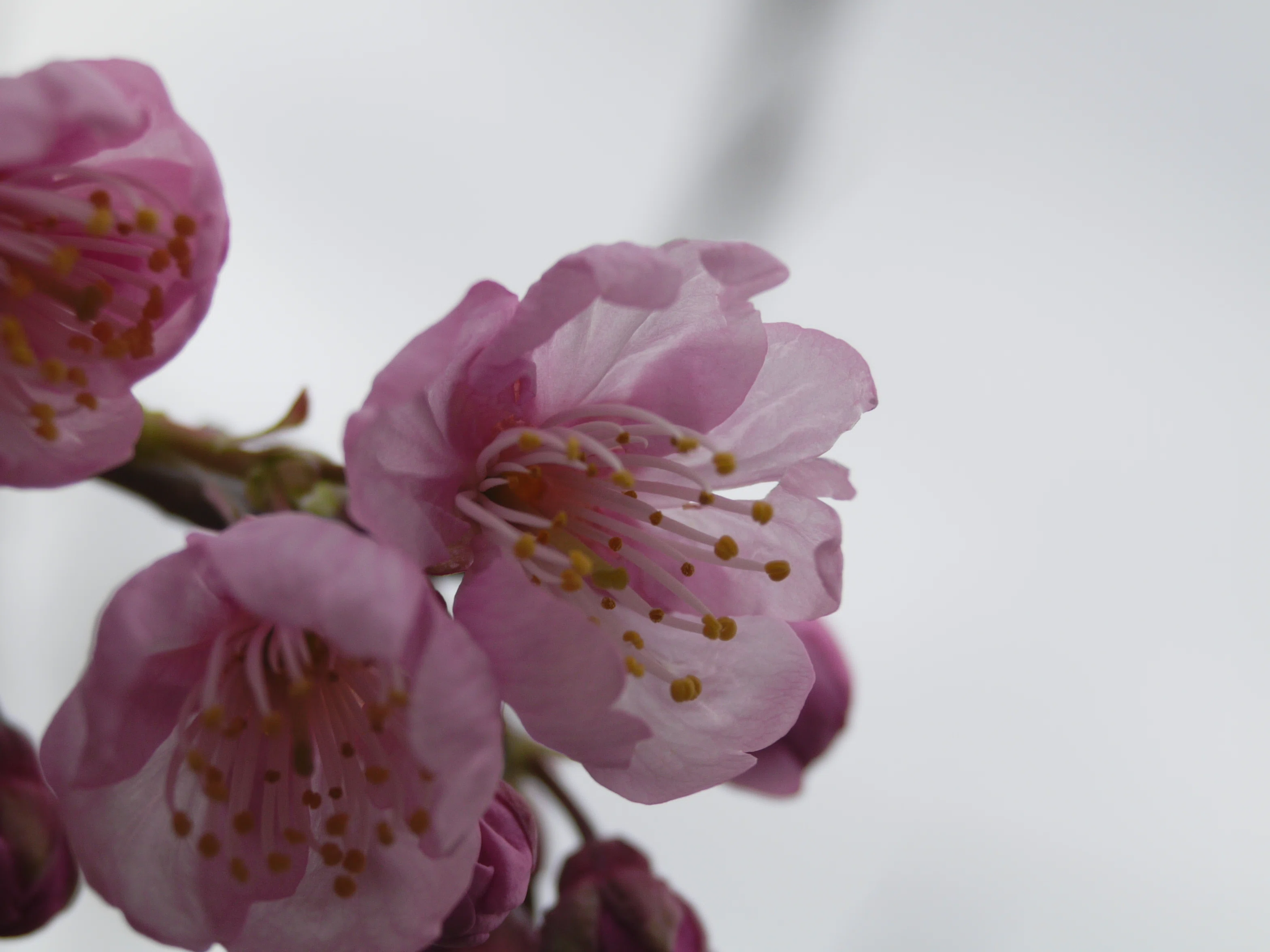 レンズ沼あれこれ：ルミックスL1とSIGMA ZOOM 28-80mm F3.5-5.6 HF