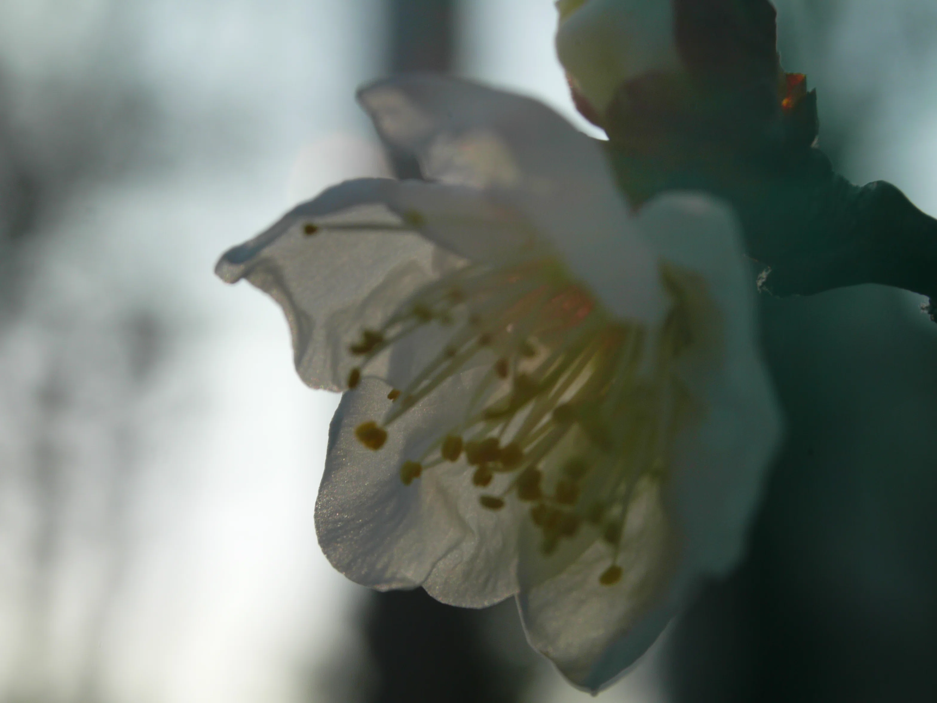 レンズ沼あれこれ：ルミックスL1とSIGMA ZOOM 28-80mm F3.5-5.6 HF
