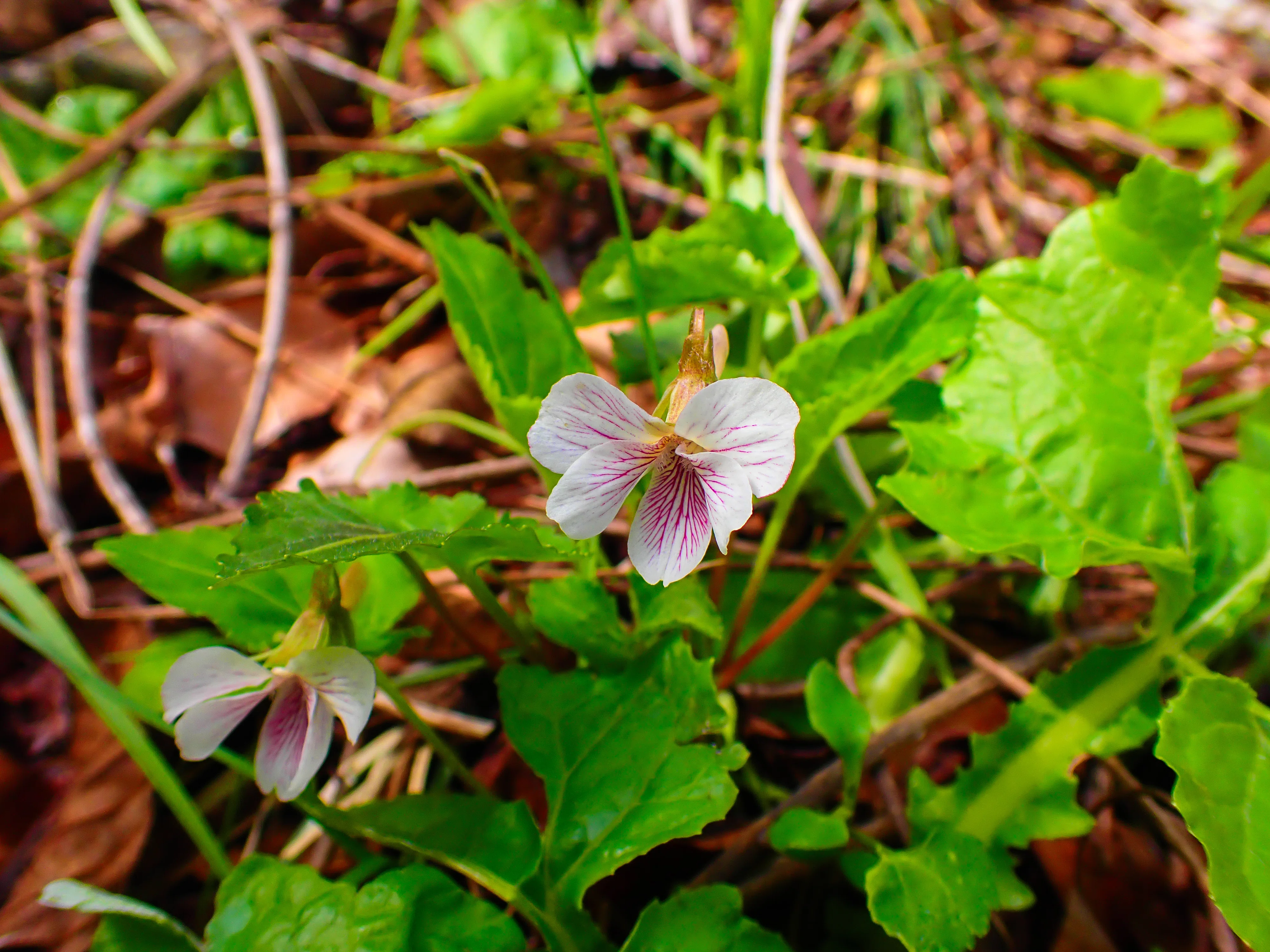 スミレの山高尾山（5） ヒカゲスミレ Takao, the mountain of violets