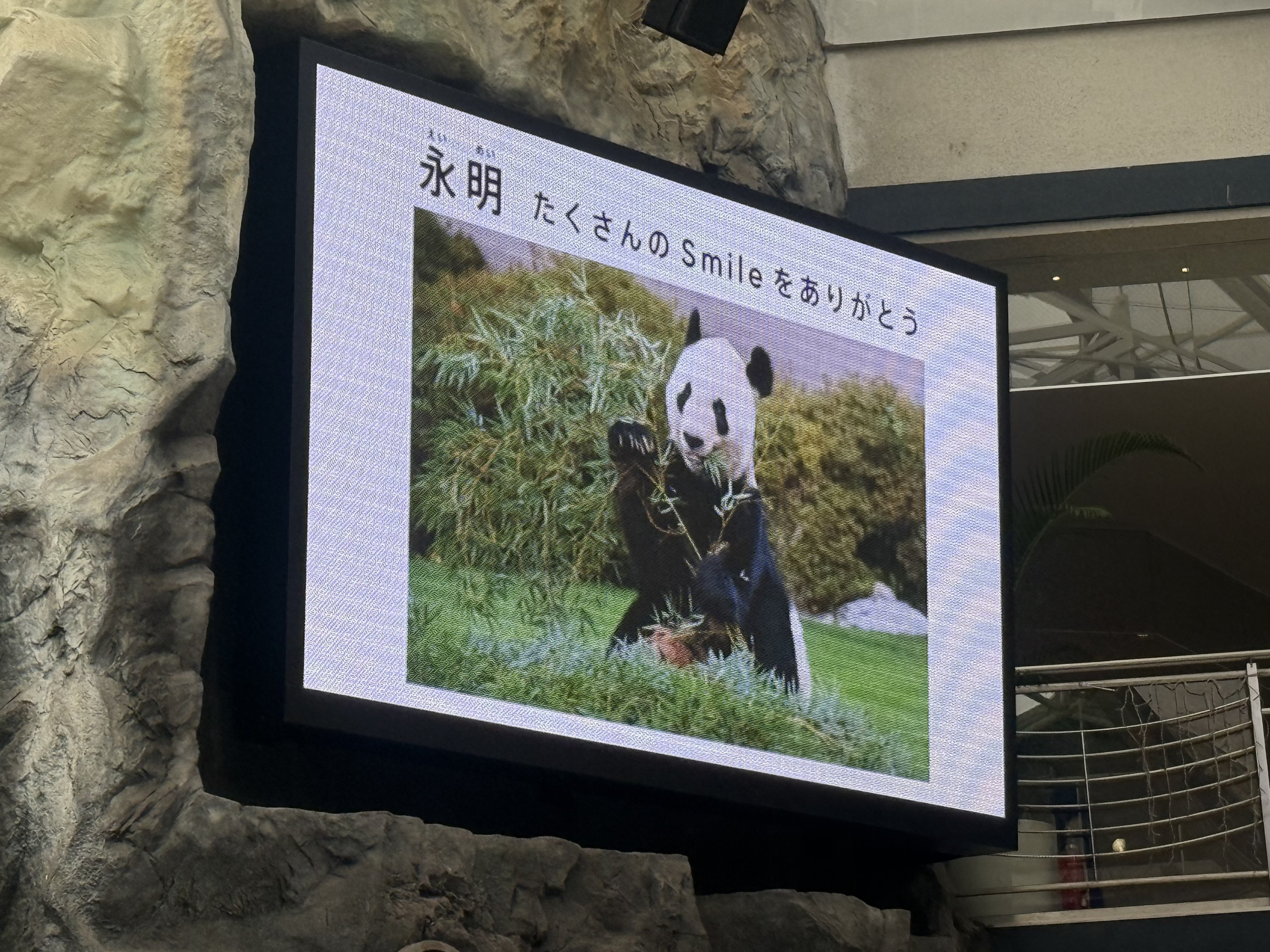 パンダファミリーファン感謝DAY 2nd 参加して来ました｜柚子