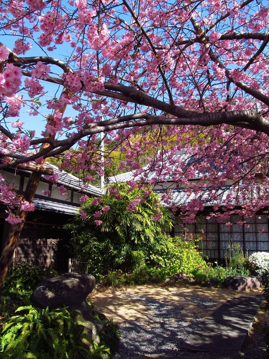 河津桜の原木｜ume_hiro