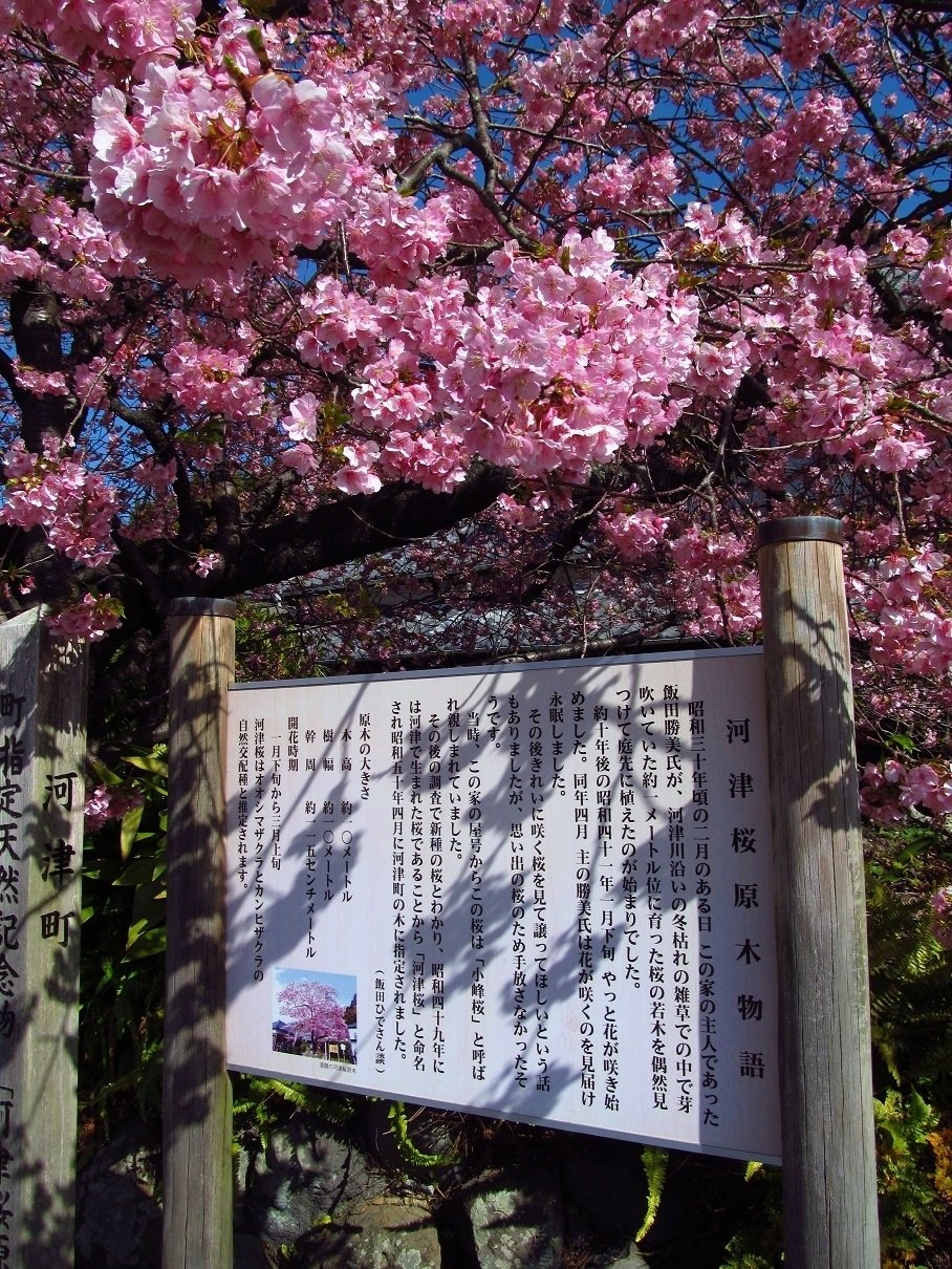 河津桜の原木｜ume_hiro