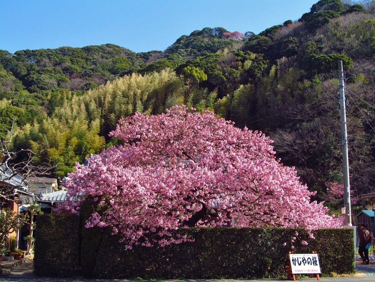 河津桜の原木｜ume_hiro