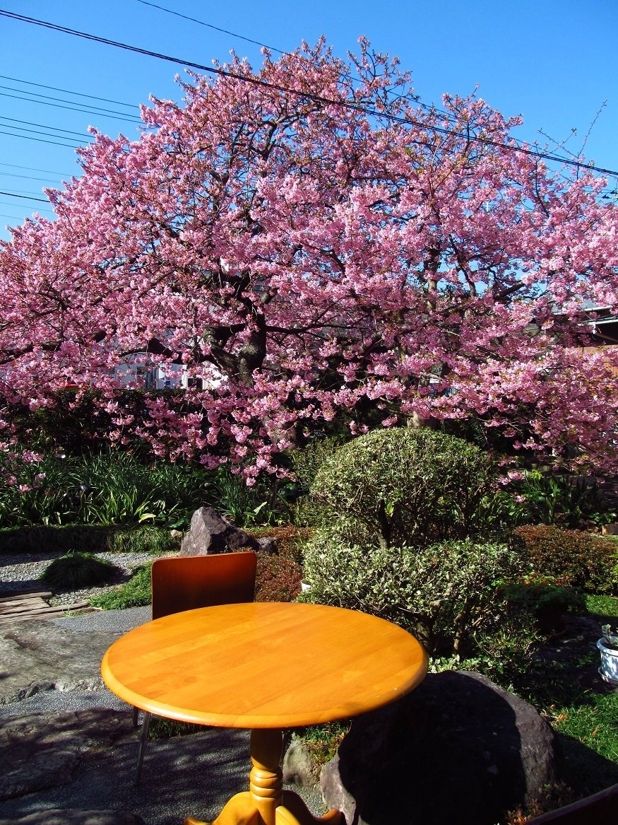 交渉中です！桜の原木 河津桜の原木｜ume_hiro