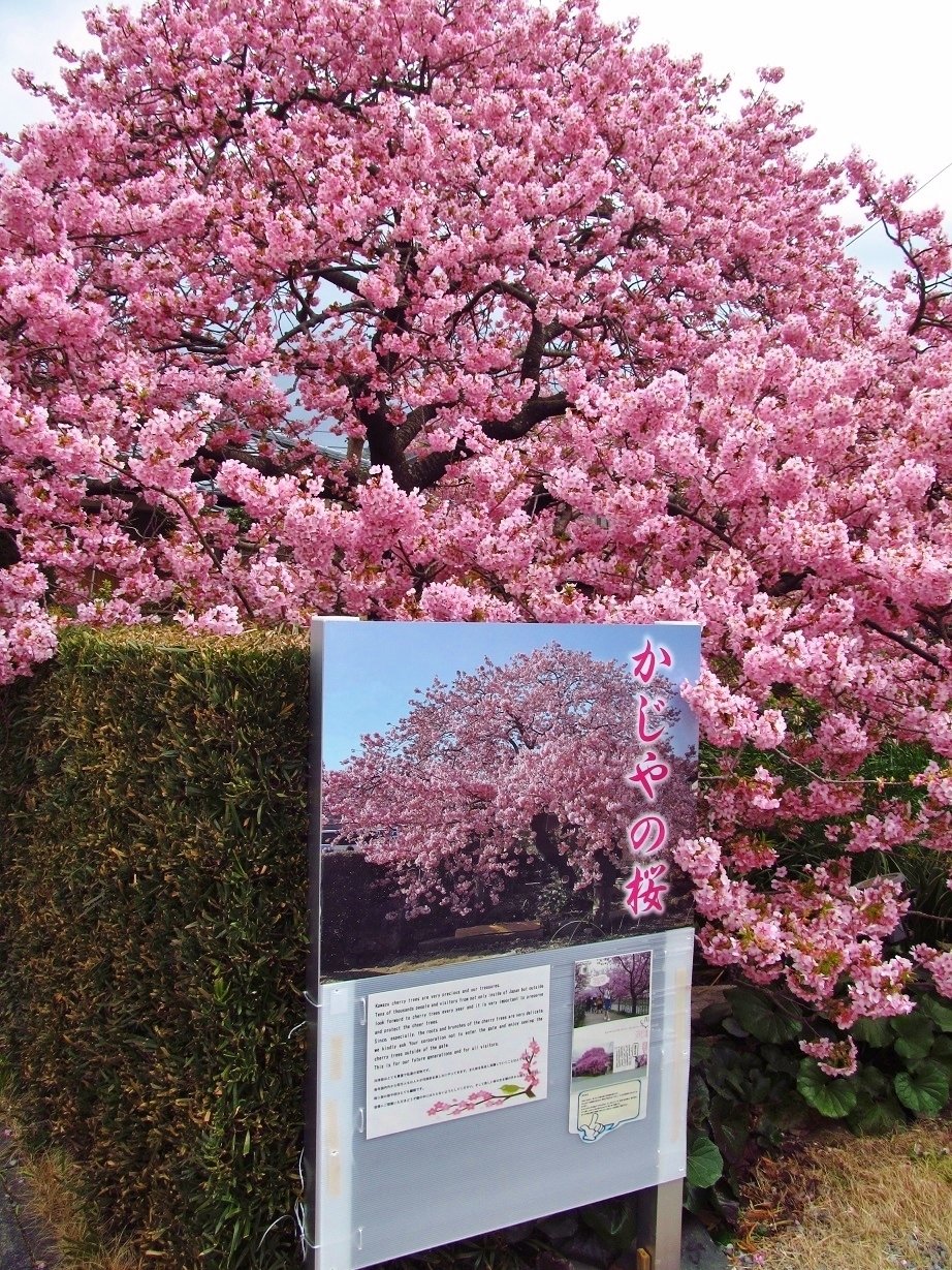 河津桜の原木｜ume_hiro