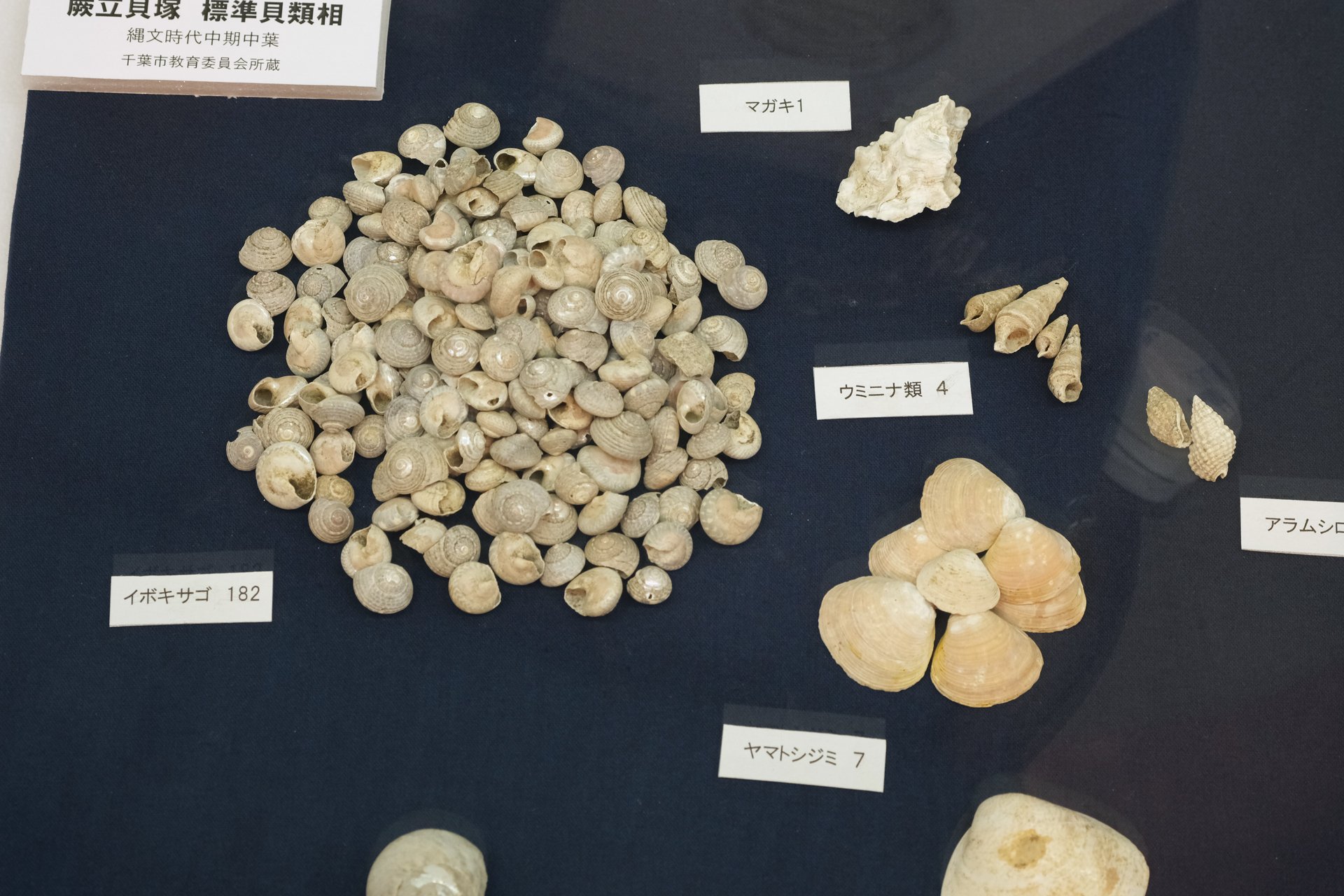 千葉市埋蔵文化財調査センター特別展「貝と人」に行ってみた|堀さと 千葉市埋蔵文化財調査センター特別展「貝と人」に行ってみた|堀さと
