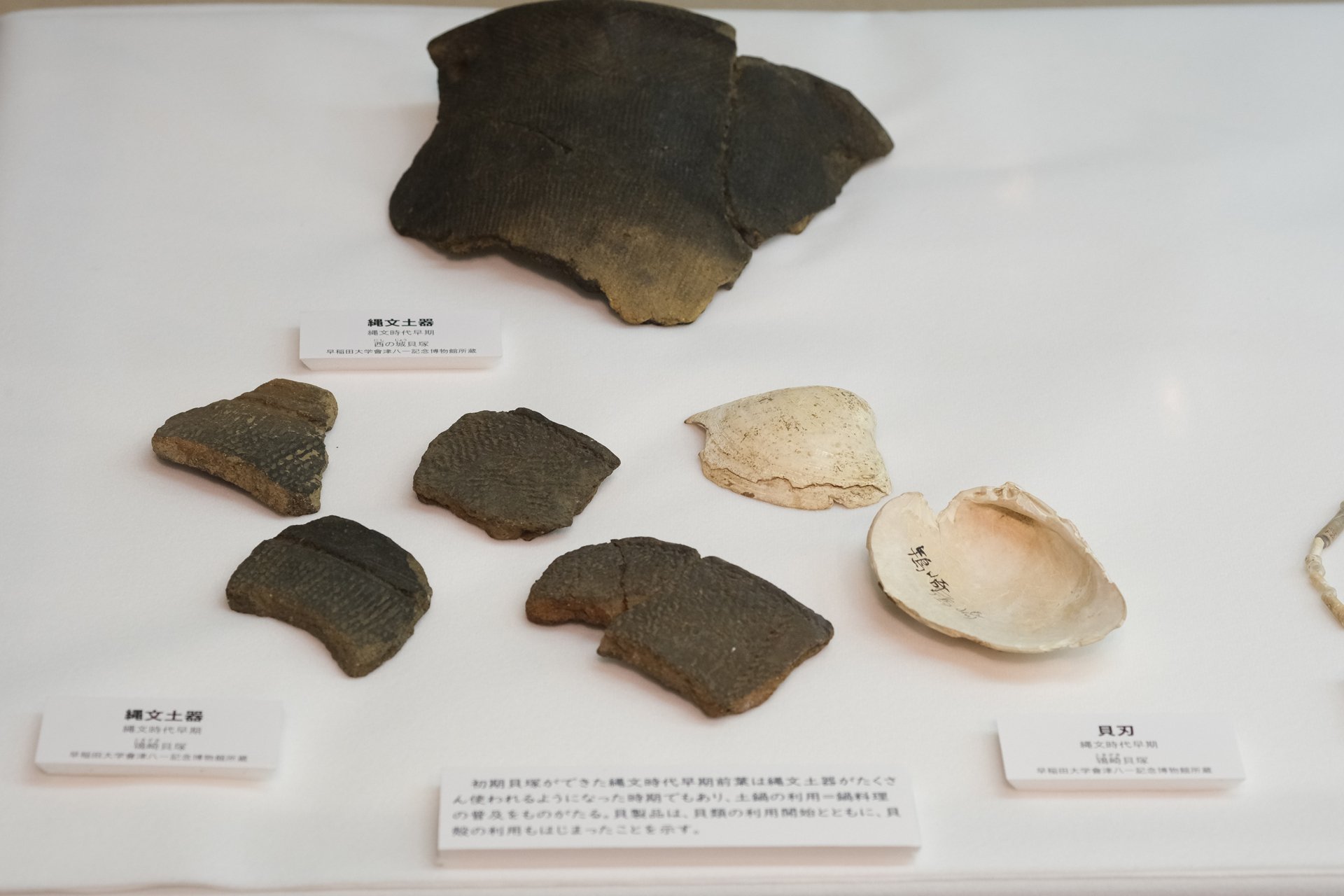 千葉市埋蔵文化財調査センター特別展「貝と人」に行ってみた｜堀さと