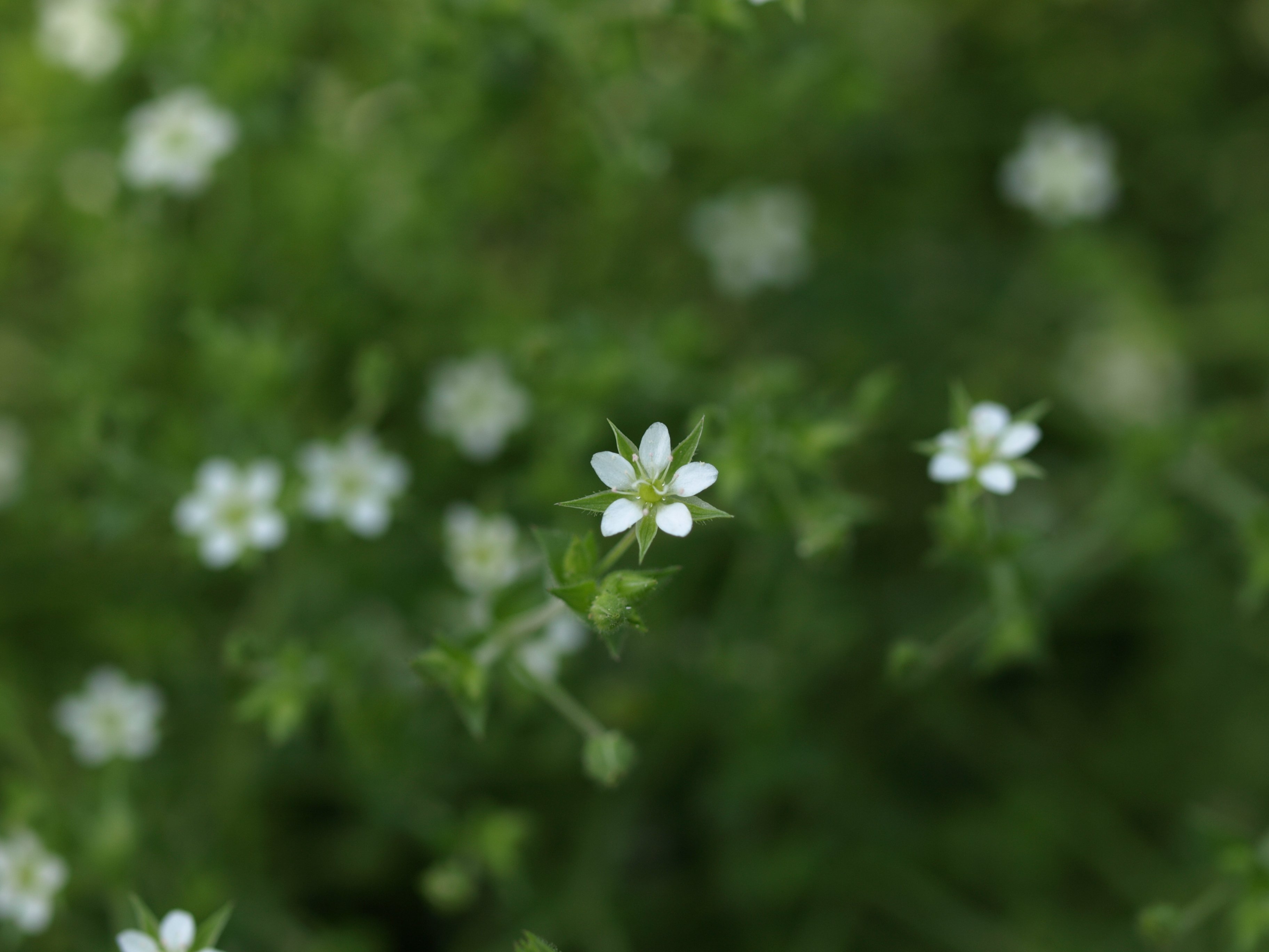 虫を呼ぶ花のデザイン vol.1 そうだ白くしよう｜瀬戸 裕紀