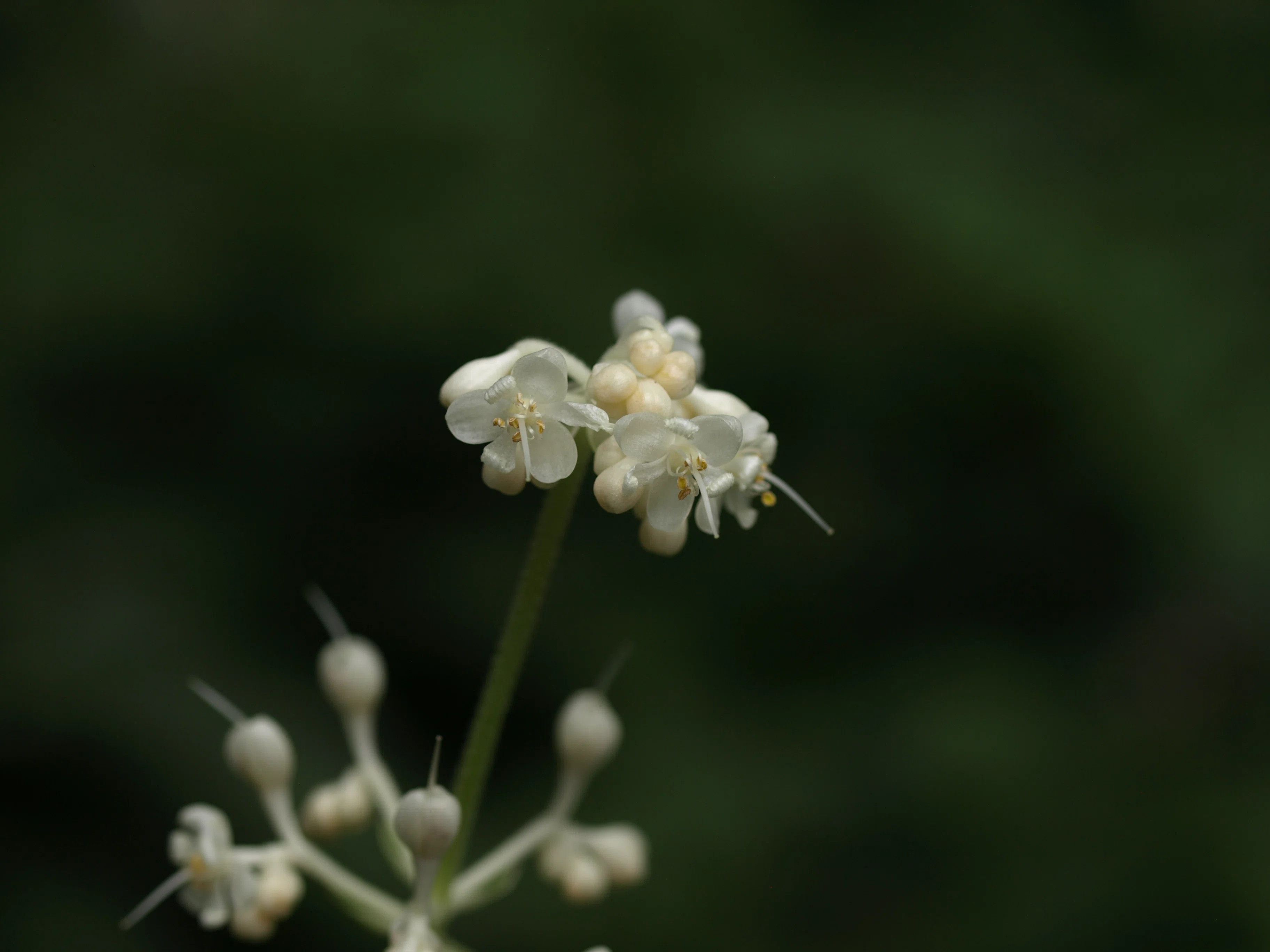 虫を呼ぶ花のデザイン vol.1 そうだ白くしよう｜瀬戸 裕紀