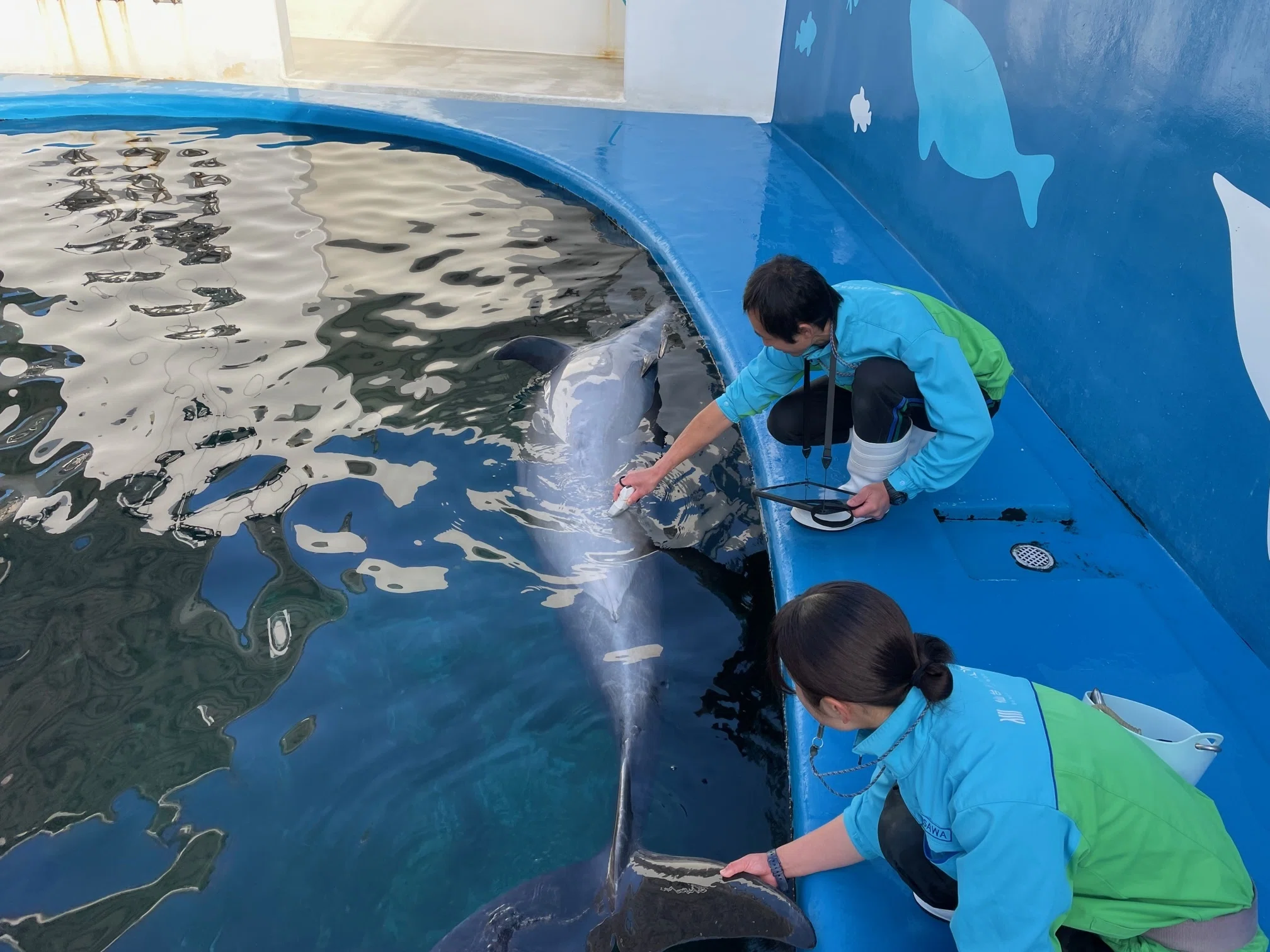 バンドウイルカ妊娠の続報｜仙台うみの杜水族館
