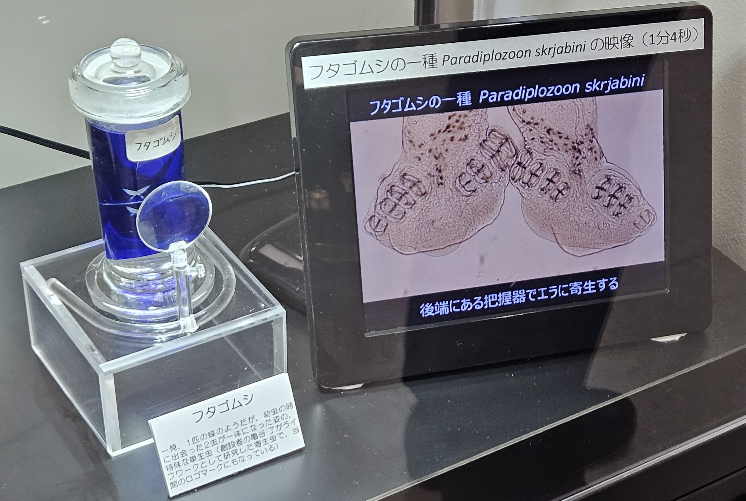 全国自然博物館の旅【58】目黒寄生虫館（閲覧注意）｜美原さつき