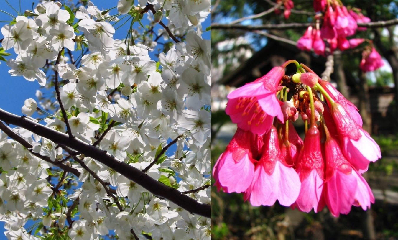 河津桜の原木｜ume_hiro