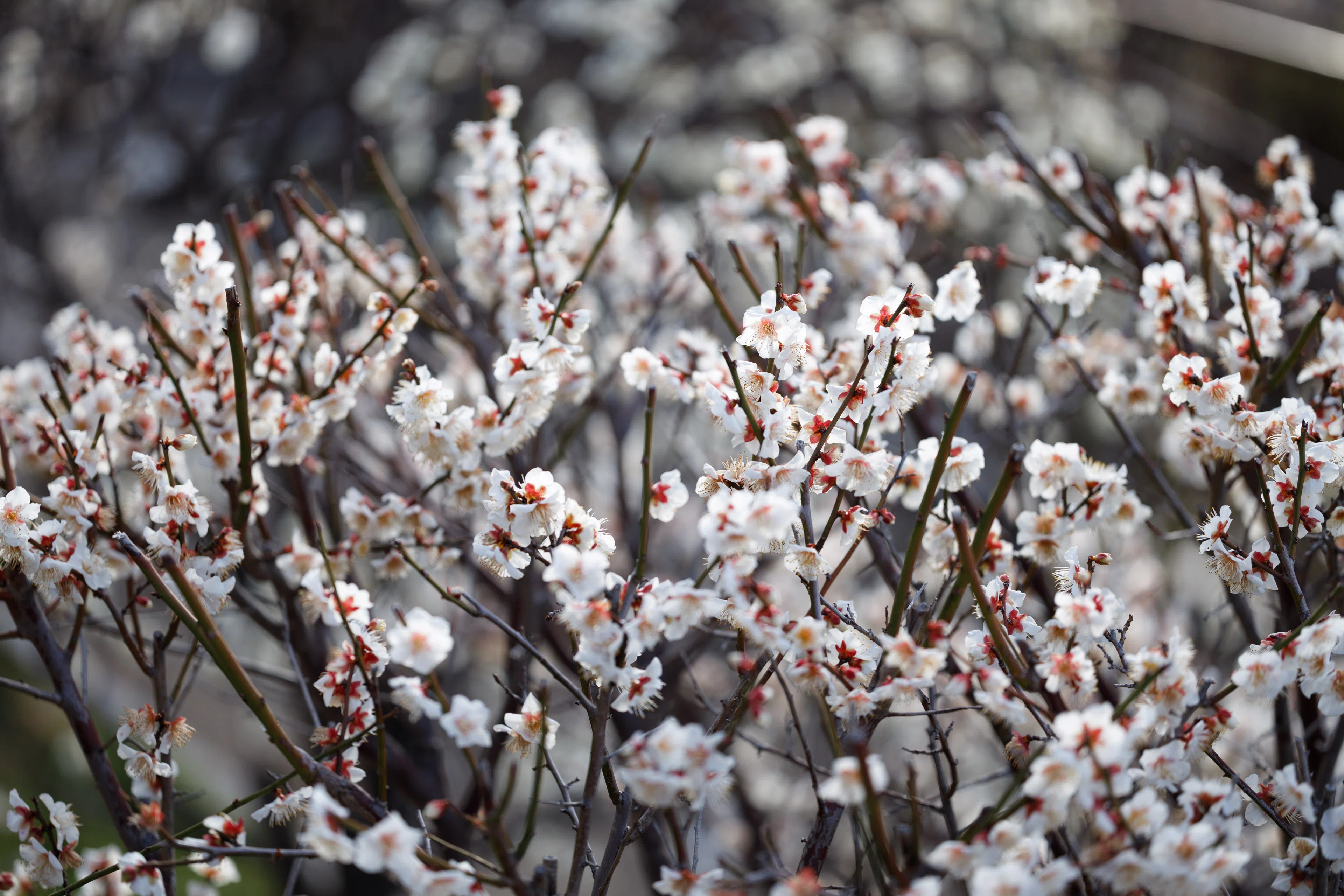 梅の花が好きな理由｜写真日記｜Aki くらしフォトグラファー
