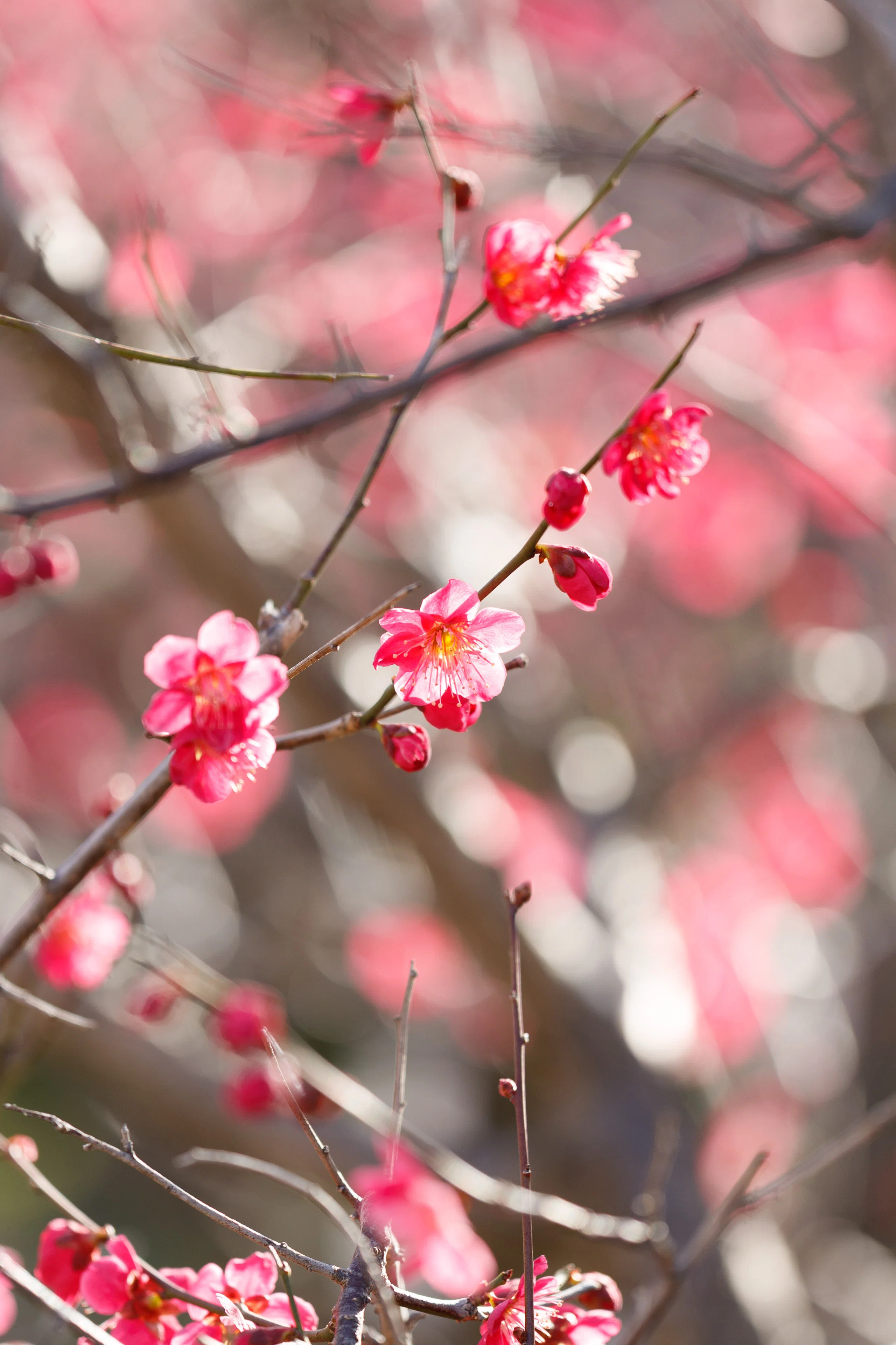 梅の花が好きな理由｜写真日記｜Aki くらしフォトグラファー