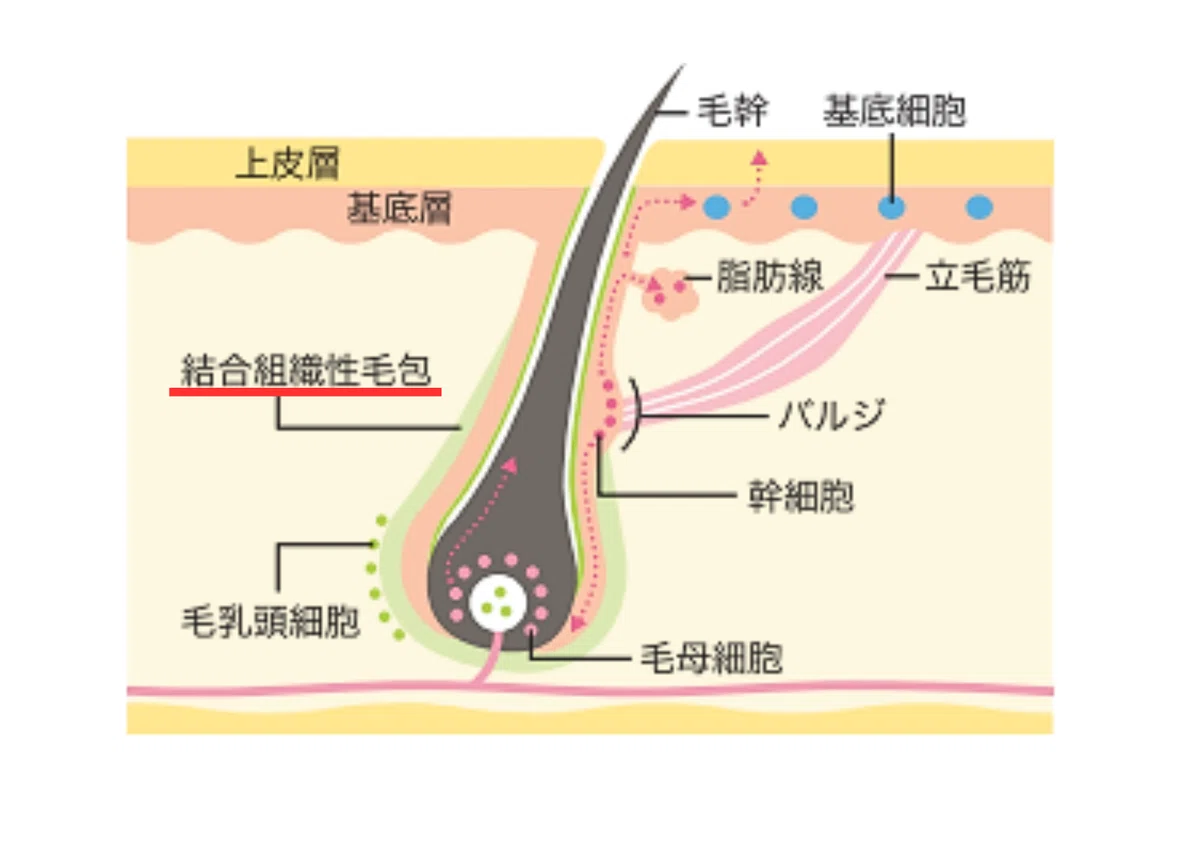 その抜け毛、「まだ大丈夫」と思っていませんか?〜鍵は毛包の寿命〜|佐藤千春