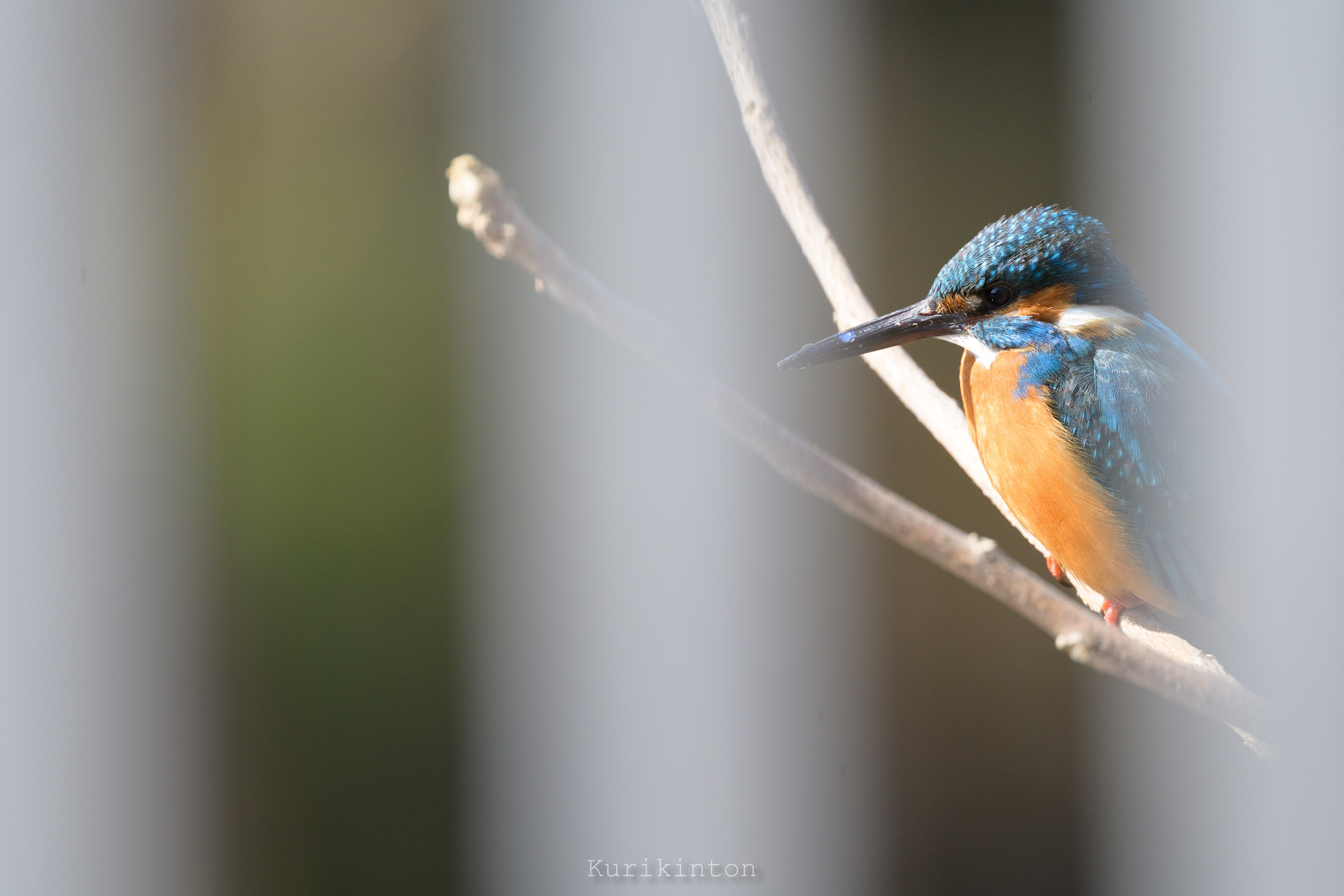 超望遠の世界観：鳥撮りっていったい何mm必要なのさっ！！｜栗きんとん