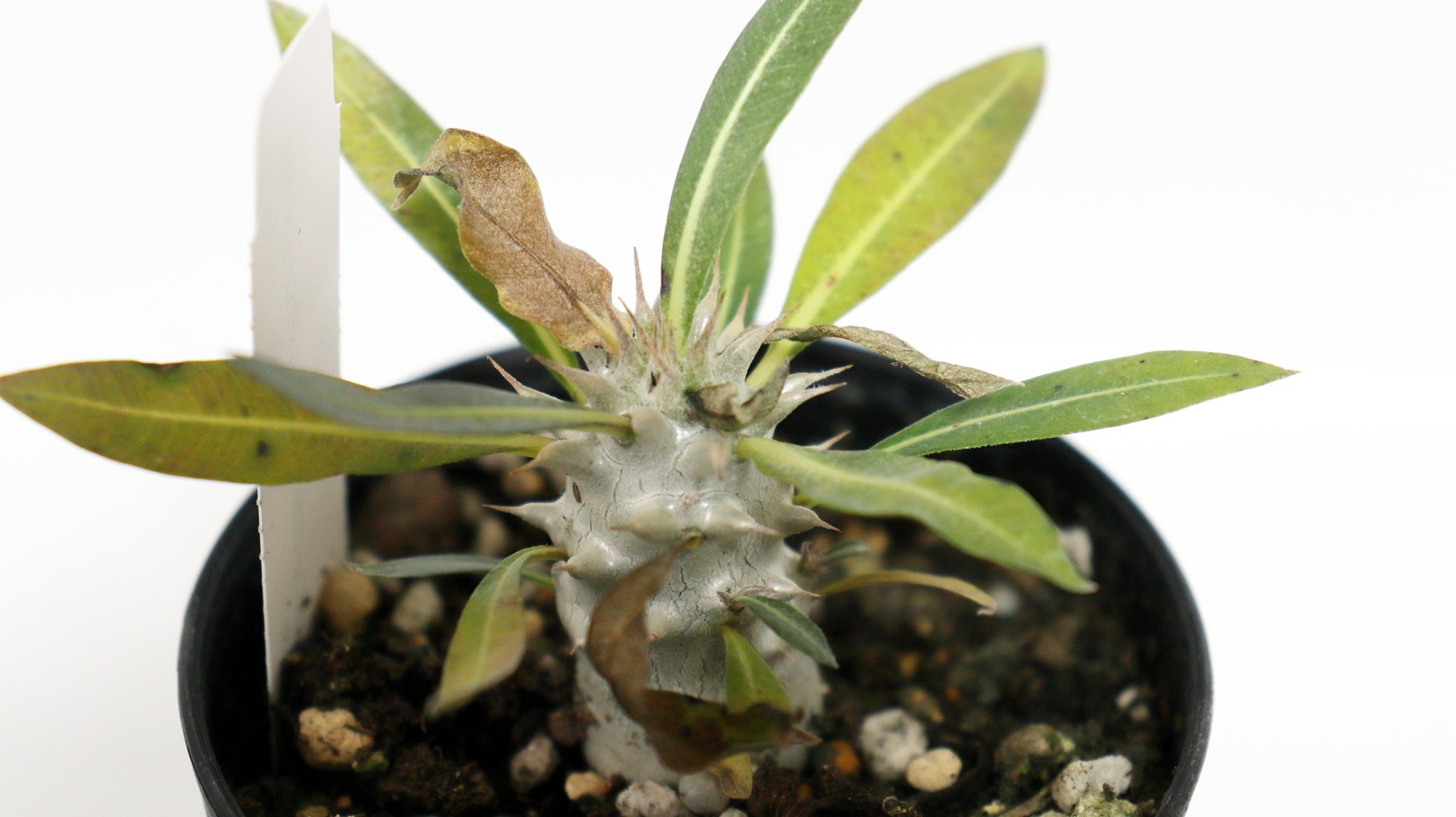 パキポディウム（グラキリス×ホロンベンセ）の成長日誌1 購入日の2025