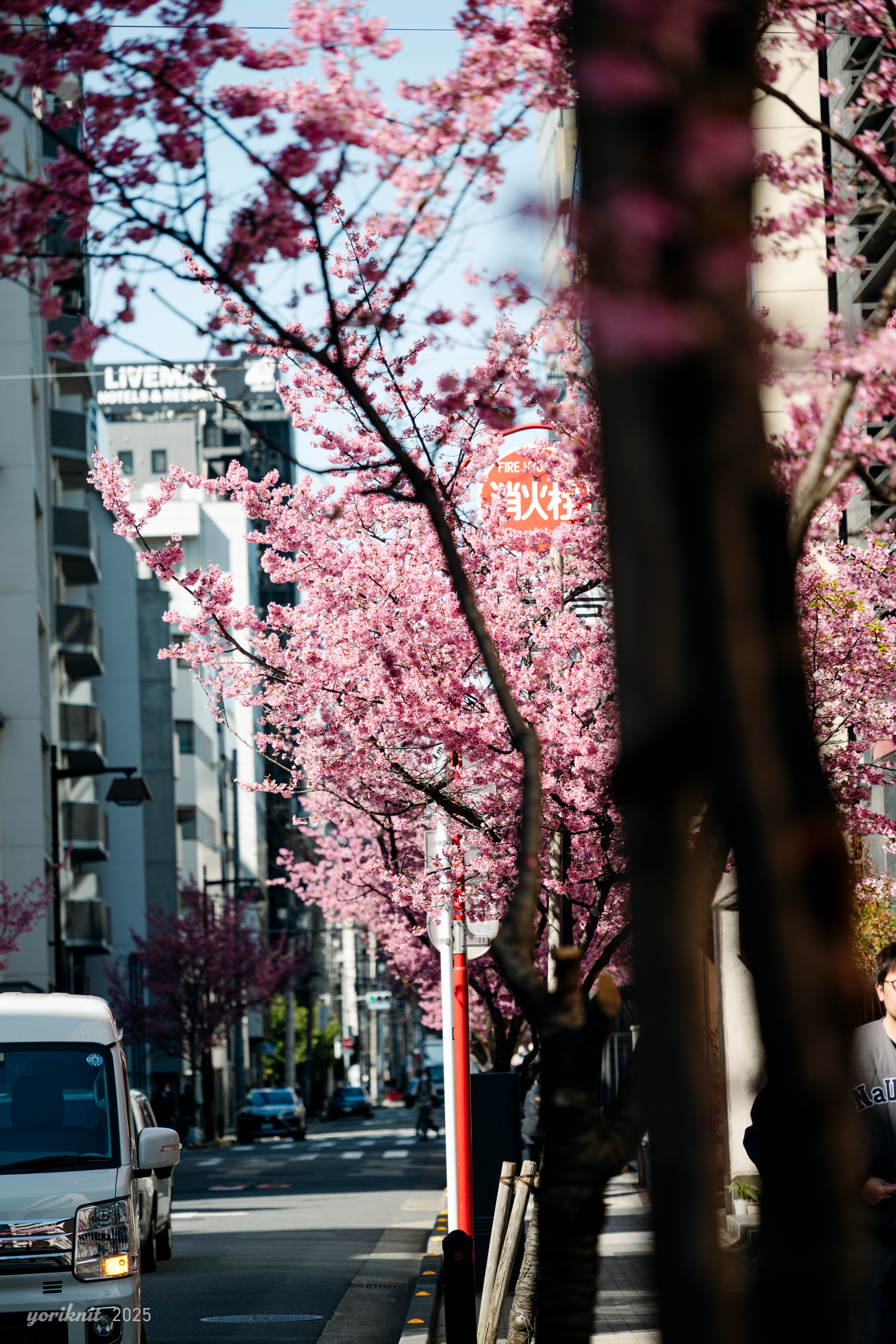 春めいて。 |Nikon Zf|yoriknit 春めいて。 |Nikon Zf|yoriknit