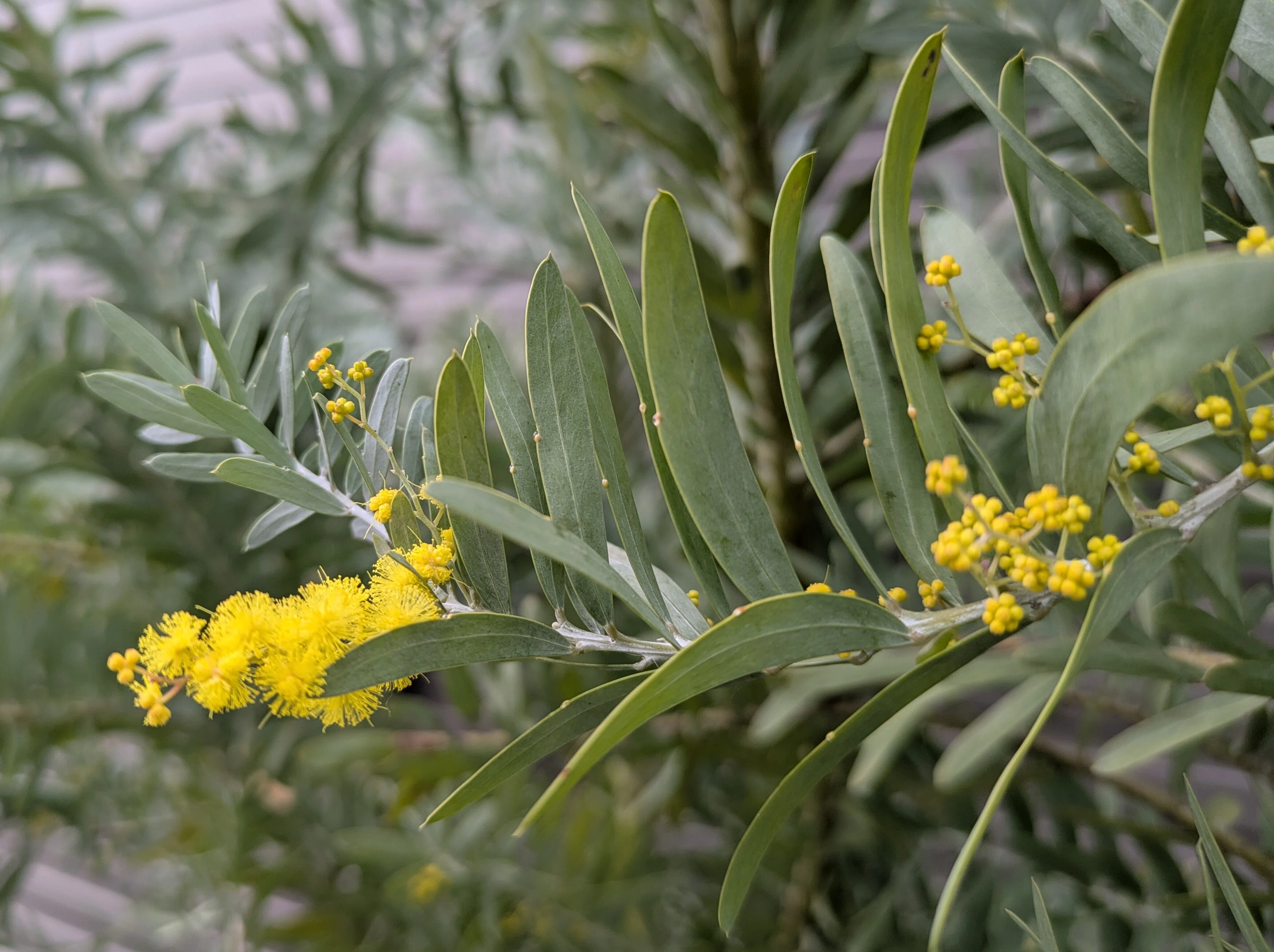 1点限り 大特化❗️ 太め4本 acacia 鎮める 相思樹 アカシア 乾燥