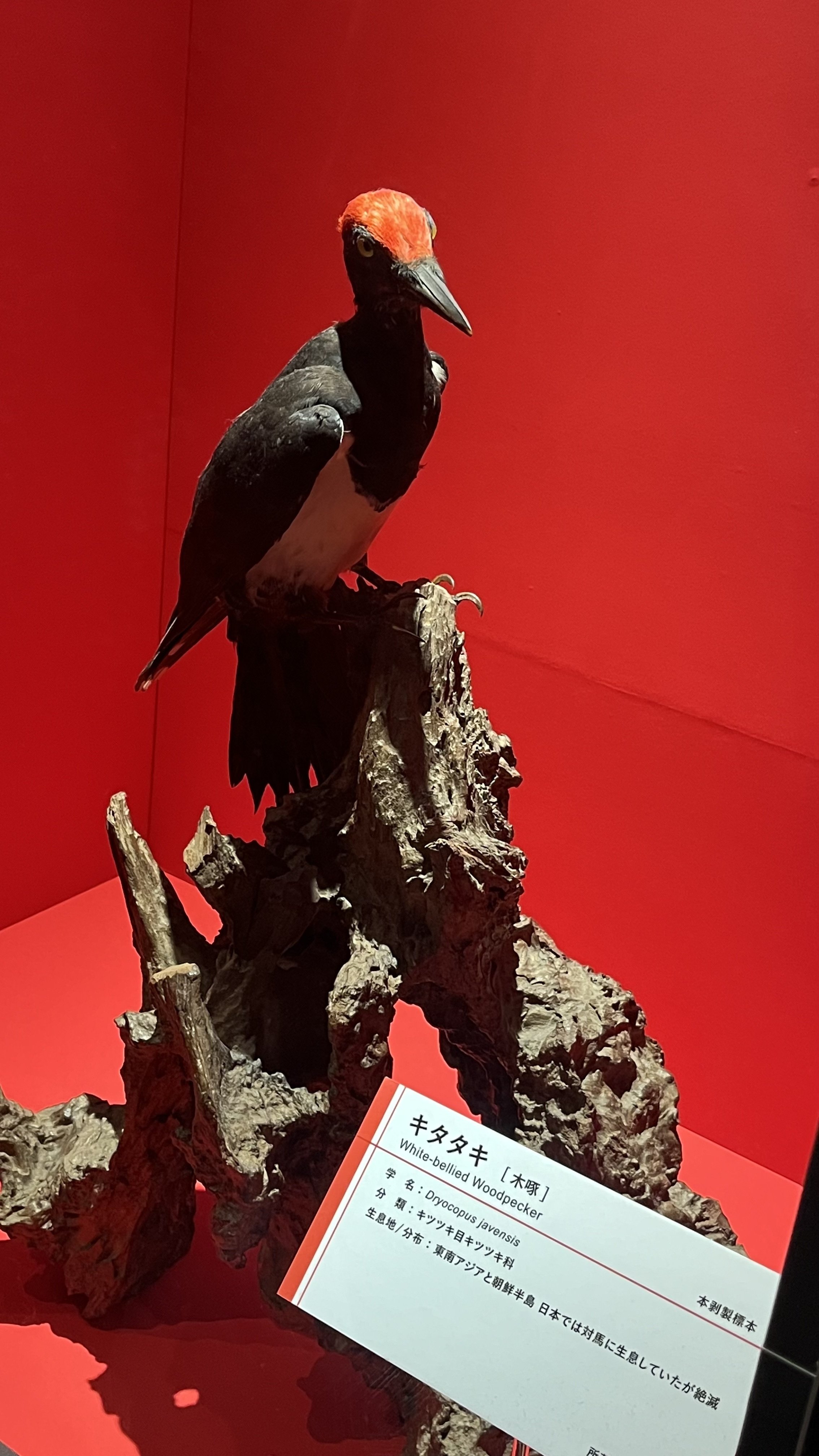 おでかけ日記】『特別展「鳥」』に行ってきました！｜岡亭みゆ