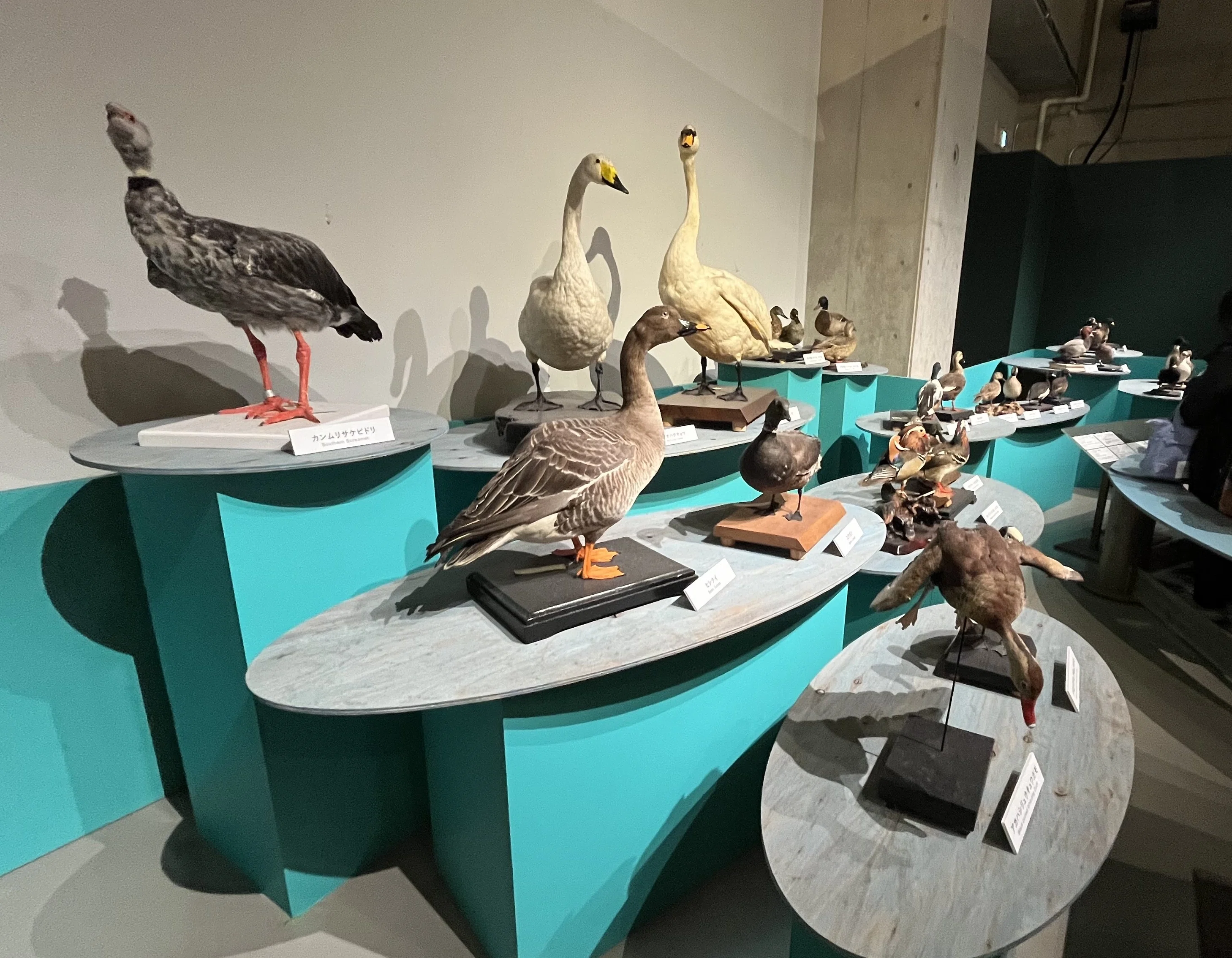 おでかけ日記】『特別展「鳥」』に行ってきました！｜岡亭みゆ
